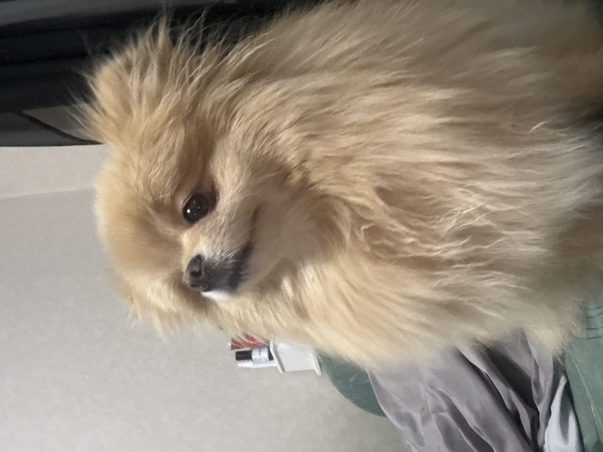 A fluffy, light brown Pomeranian dog is positioned in the center of the frame, looking upwards and slightly to the left. The dog's fur is voluminous and extends outwards, giving it a fluffy appearance. Its eyes are dark and round, and its nose is dark and small. The background is blurred, but hints of a grey wall with some items on a shelf are visible on the left. On the right, a dark curtain is present. The dog is situated on a surface covered with grey and green fabric, suggesting it might be on a bed or a sofa. The lighting is dim, creating a soft ambiance. The overall impression is of a domestic scene, possibly indoors.