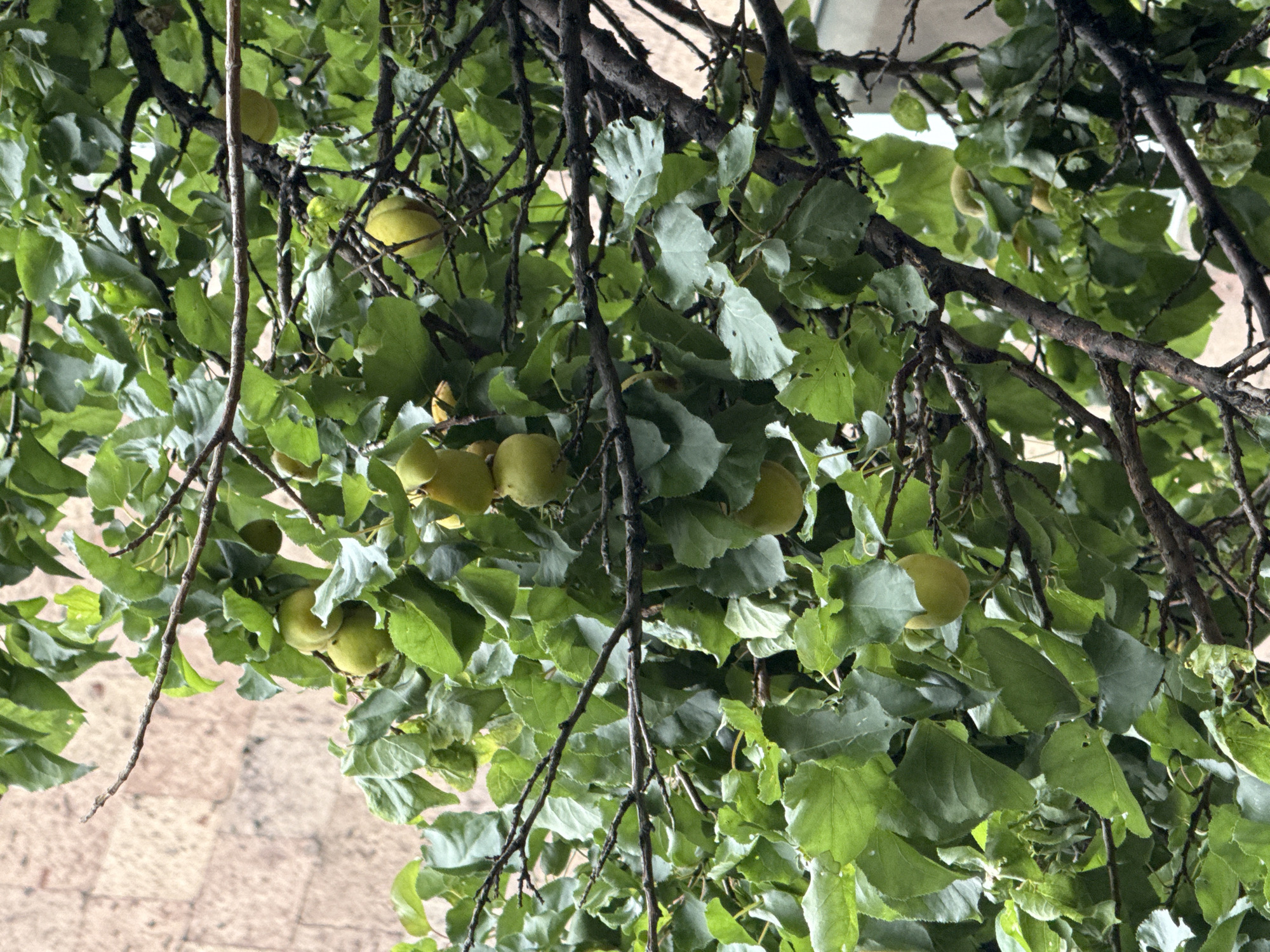 The image depicts a close-up view of apricot branches laden with green apricots, set against a blurred background of a light-colored stone building. The scene appears to be located in the city of Yerevan, Armenia, judging by the architectural style of the building. The branches are dark and gnarled, with lush green leaves forming a dense canopy. Several clusters of unripe apricots are visible, their smooth skin reflecting the ambient light. The overall impression is one of natural abundance, suggesting a fruit-bearing tree in an urban environment.