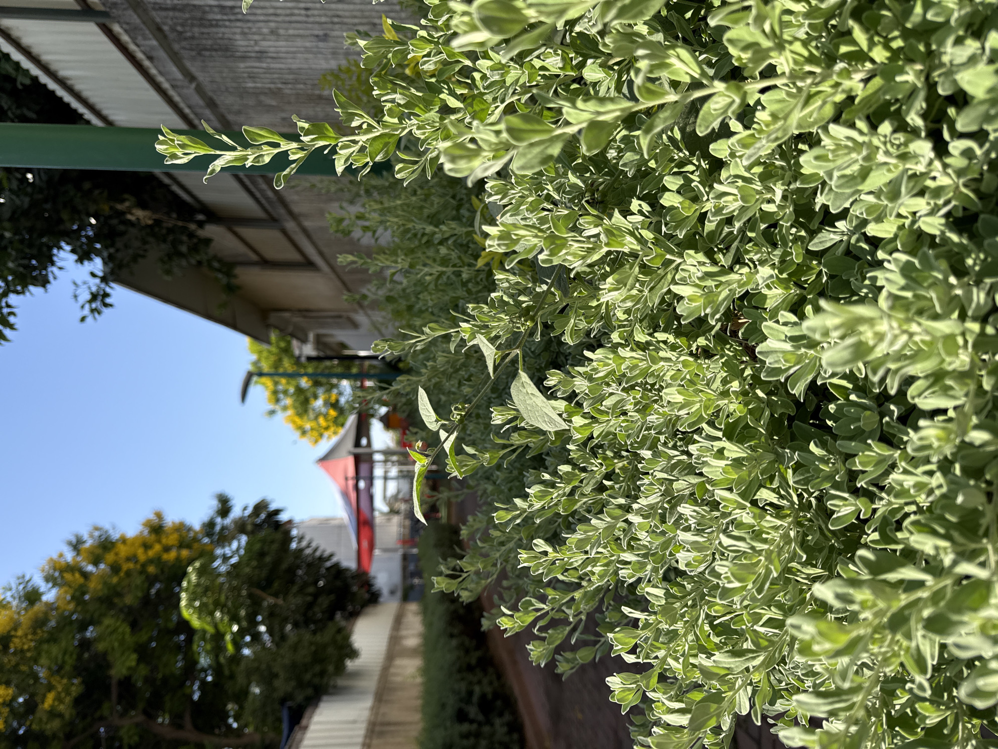 The image depicts a sunny outdoor scene in the city of Lod, Israel. In the foreground, a dense, low-lying green shrub with small, fuzzy leaves and thin stems dominates the frame. Sunlight illuminates the upper leaves, creating highlights and casting shadows within the foliage. To the left of the shrub, a brick-paved pathway is visible, lined with more greenery. In the mid-ground, a playground structure with a red and white canopy and some metal supports is situated under a clear blue sky. Behind the playground, a building with a light-colored wall and a sloped roof is visible, with trees bearing yellow flowers in the background. To the right, a tall, green pole stands next to a grey concrete wall that runs along the edge of the scene. The overall impression is a well-maintained outdoor public space on a bright day.