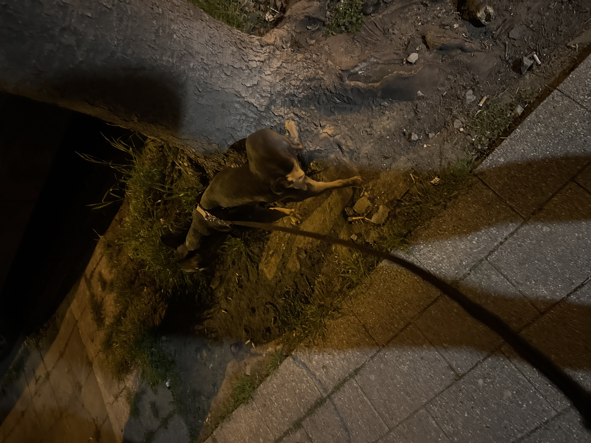 At night, a medium-sized, dark-colored dog with a collar is lying on the ground near a tree root next to a concrete sidewalk. The ground is a mix of dirt, grass, and small rocks. Several cigarette butts are visible on the ground. The location is in an urban area, possibly Burgas, Bulgaria.