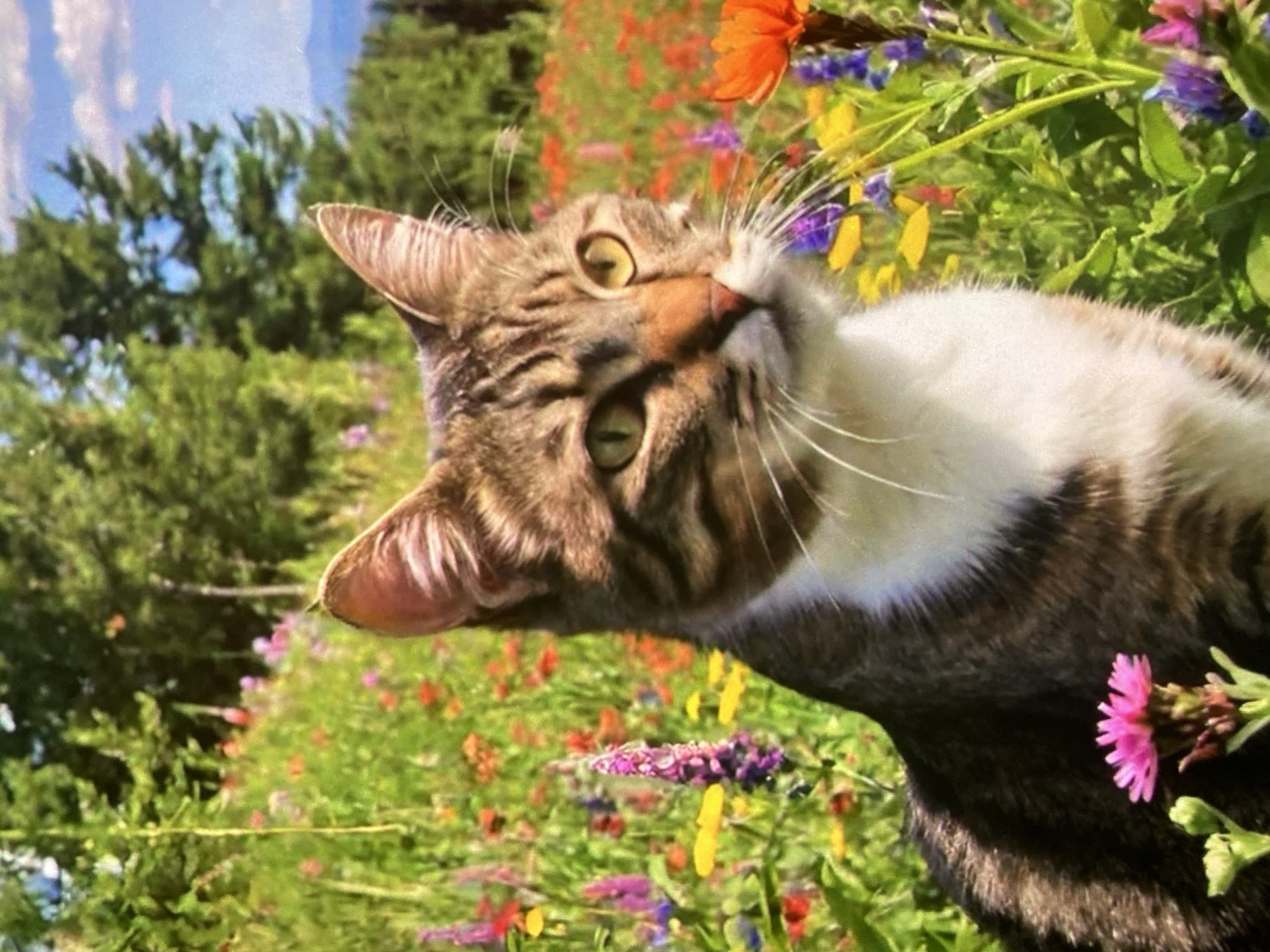 A tabby cat sits in a field of wildflowers. The cat is mostly brown with black stripes and a white chest. It is looking to the right of the frame. The field is full of colorful flowers, including pink, purple, yellow, and orange blossoms. In the background, there are trees and a blue sky with some clouds. The image appears to be taken in a natural, outdoor setting, possibly a meadow or a hillside. The location is not specified in the city of Ustyvytsia, Ukraine.