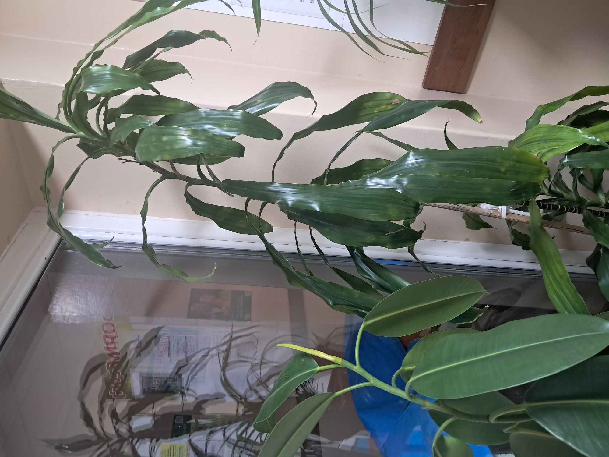 This is a medium shot, eye-level, indoor photograph of two large green leafy houseplants. On the left is a plant with thick, waxy, dark green leaves. One of its leaves is unfurling and is a bright yellow-green color. This plant is in the foreground and to the left of the frame. Behind it and to the right is a taller plant with long, slender, light green leaves that droop downwards. The background consists of a window with a reflection of another plant, a wall, and a wooden shelf. The window shows a reflection of what appears to be posters and informational signage. The overall lighting is natural, coming from the window. The setting appears to be an indoor public space.