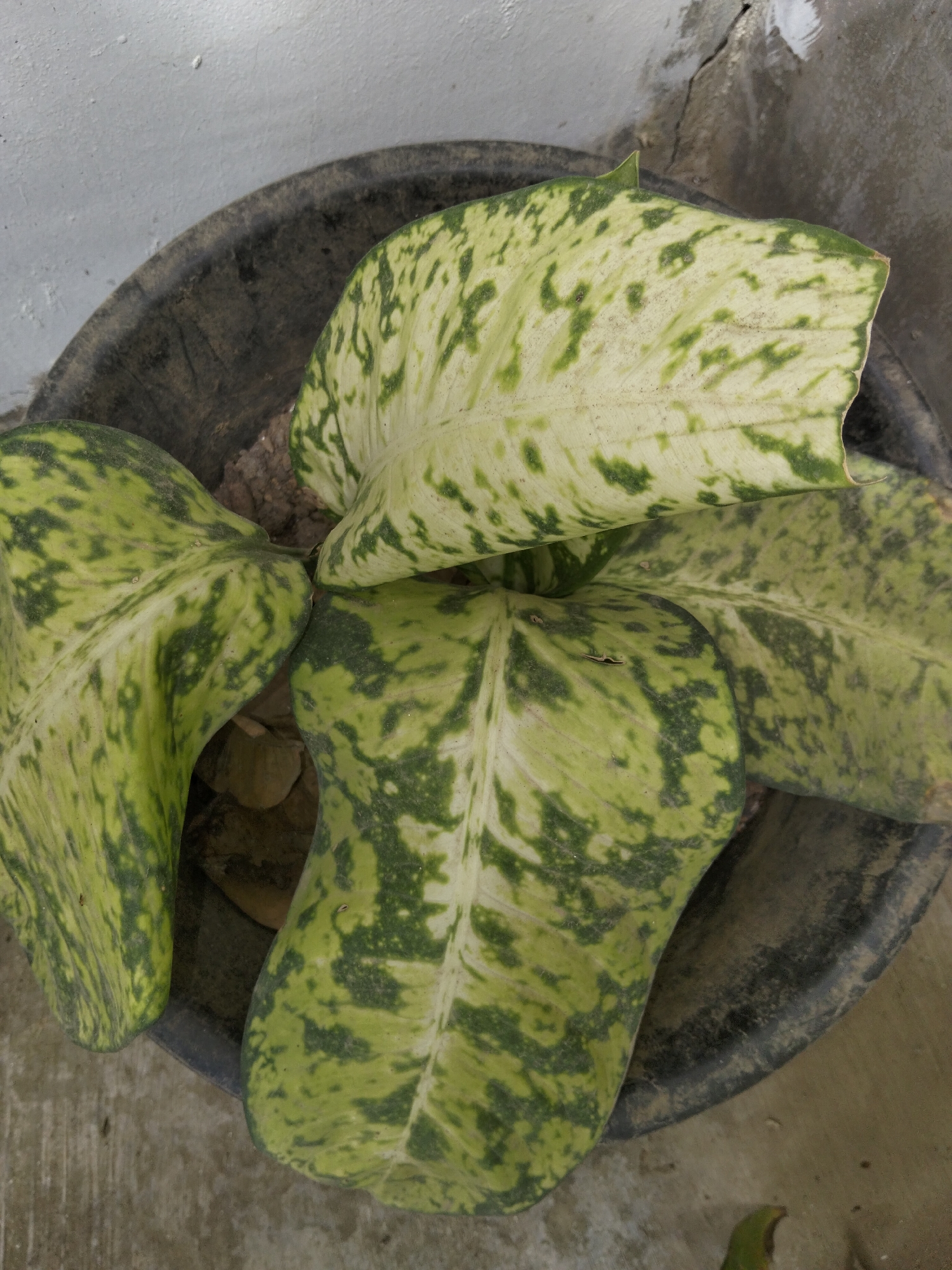 A potted plant with large, variegated green and white leaves sits in a dark, round container. The container is placed on a concrete surface, with a light-colored wall in the background. The image appears to be taken from a slightly overhead perspective. No people are visible in the image. The environment suggests an outdoor or semi-outdoor setting, possibly a garden or patio area. The location is identified as Payagaboh, Indonesia.
