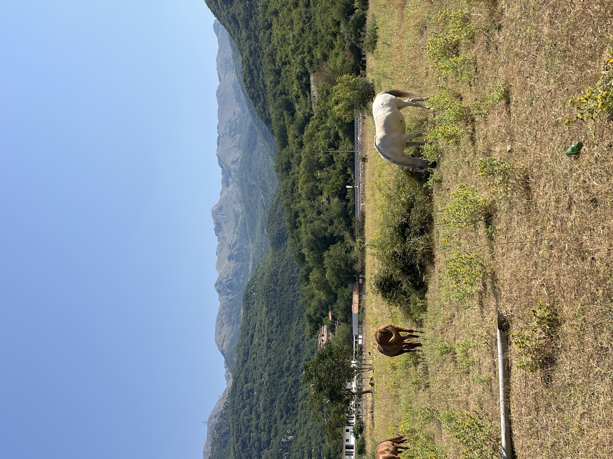 This is a photograph of a rural landscape in Podlastva (Poljice), Montenegro. In the foreground, three horses graze in a dry, grassy field dotted with yellow wildflowers. To the left, a brown horse is partially visible, facing left. In the center, another brown horse stands facing away from the camera, its tail visible. To the right, a white horse grazes, facing downwards. A grey pipe lies horizontally in the lower left quadrant of the frame. In the mid-ground, several buildings, possibly farm structures, are visible amongst trees. A cluster of red-tiled roofs suggests a settlement. Behind the buildings, a dense, green forest covers the rolling hills. In the background, imposing mountains with rugged peaks rise against a clear, bright blue sky. A power line tower is visible on one of the distant peaks. The overall impression is one of a serene, pastoral setting with a backdrop of majestic mountains.
