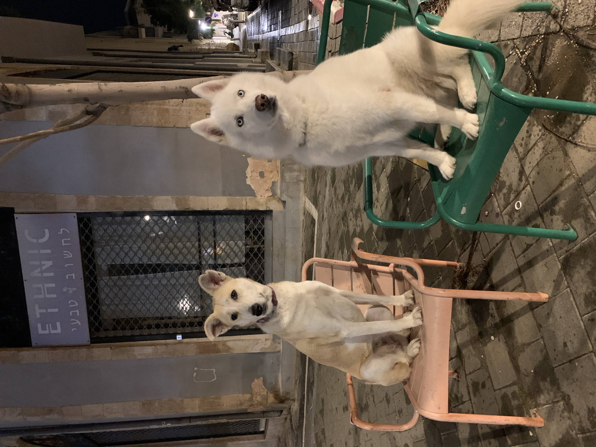 The image shows two dogs sitting on chairs outside a building at night. One dog is white and appears to be a husky mix, resting on a green metal chair. The other is tan and sits on a pink metal chair. The word "ETHNIC" is on a sign on the building. The location is Tel-Aviv, Israel. The street is paved with stone blocks.
