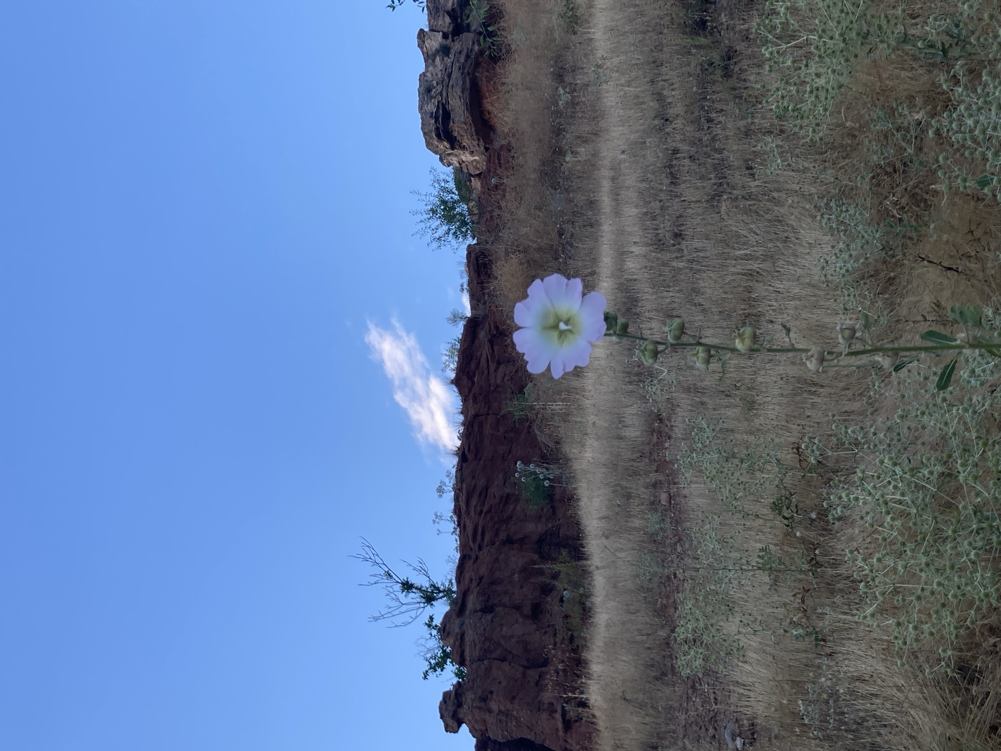 The image depicts an outdoor scene with a clear blue sky and a sparse cloud. In the foreground, a single pale purple hollyhock flower stands tall on its stem, with several developing seed pods visible below the bloom. The flower is slightly off-center to the right. The ground is covered in dry, golden grasses and some low-lying green thorny plants. In the mid-ground and background, a rugged, reddish-brown rock formation rises, sparsely dotted with small, dry trees and shrubs. The overall impression is a natural, arid landscape. The scene does not contain any people or identifiable structures of the city of Avanos İlçe Merkezi, Turkey.