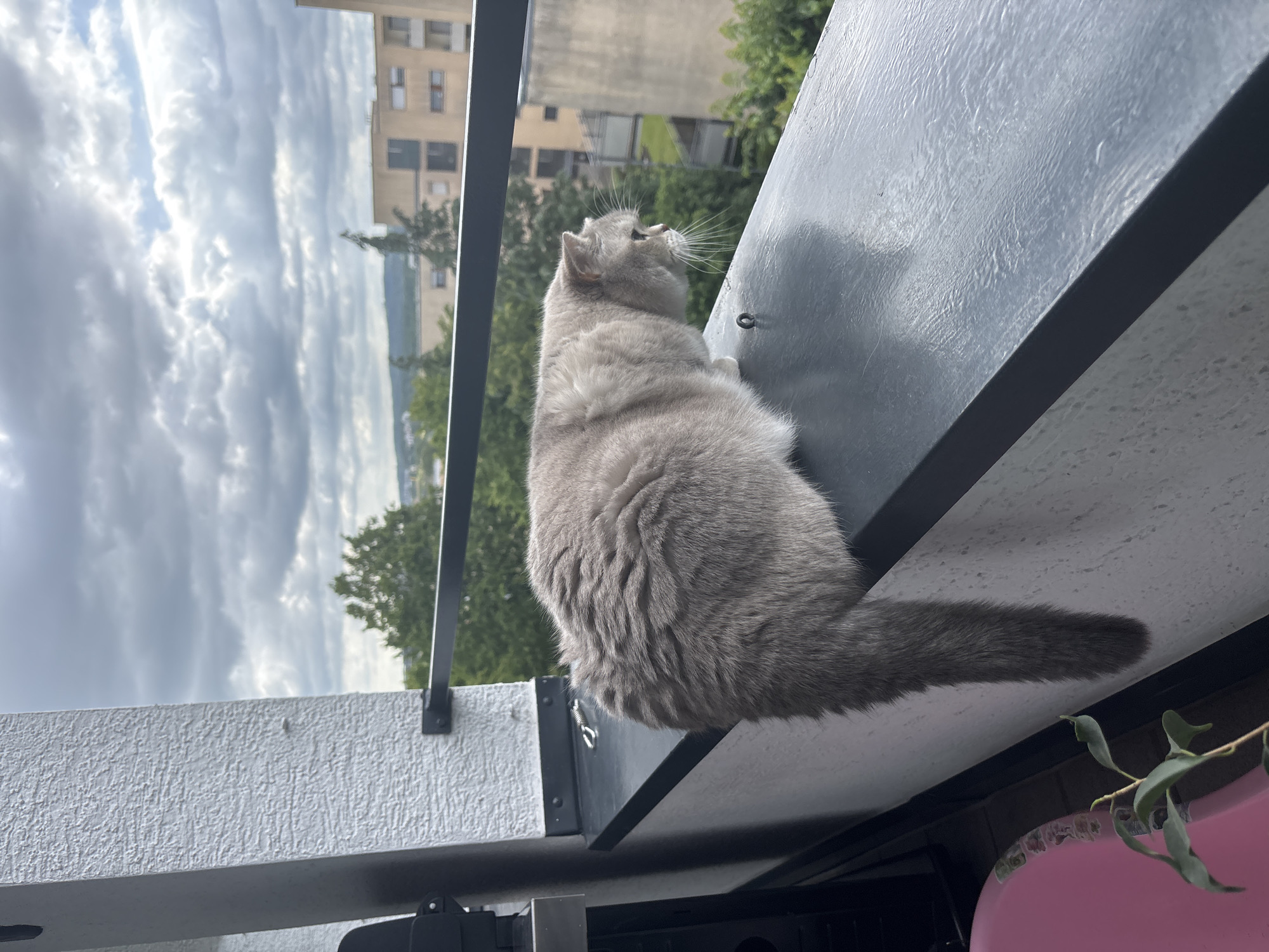 A fluffy grey cat sits on a dark grey ledge on a balcony, looking out at a cityscape under a cloudy sky. The cat is facing to the right, with its body slightly hunched and its tail hanging down. Behind the cat, a railing separates the balcony from the view of apartment buildings and trees. The architecture suggests an urban environment. The lighting is overcast, indicating a cloudy day.