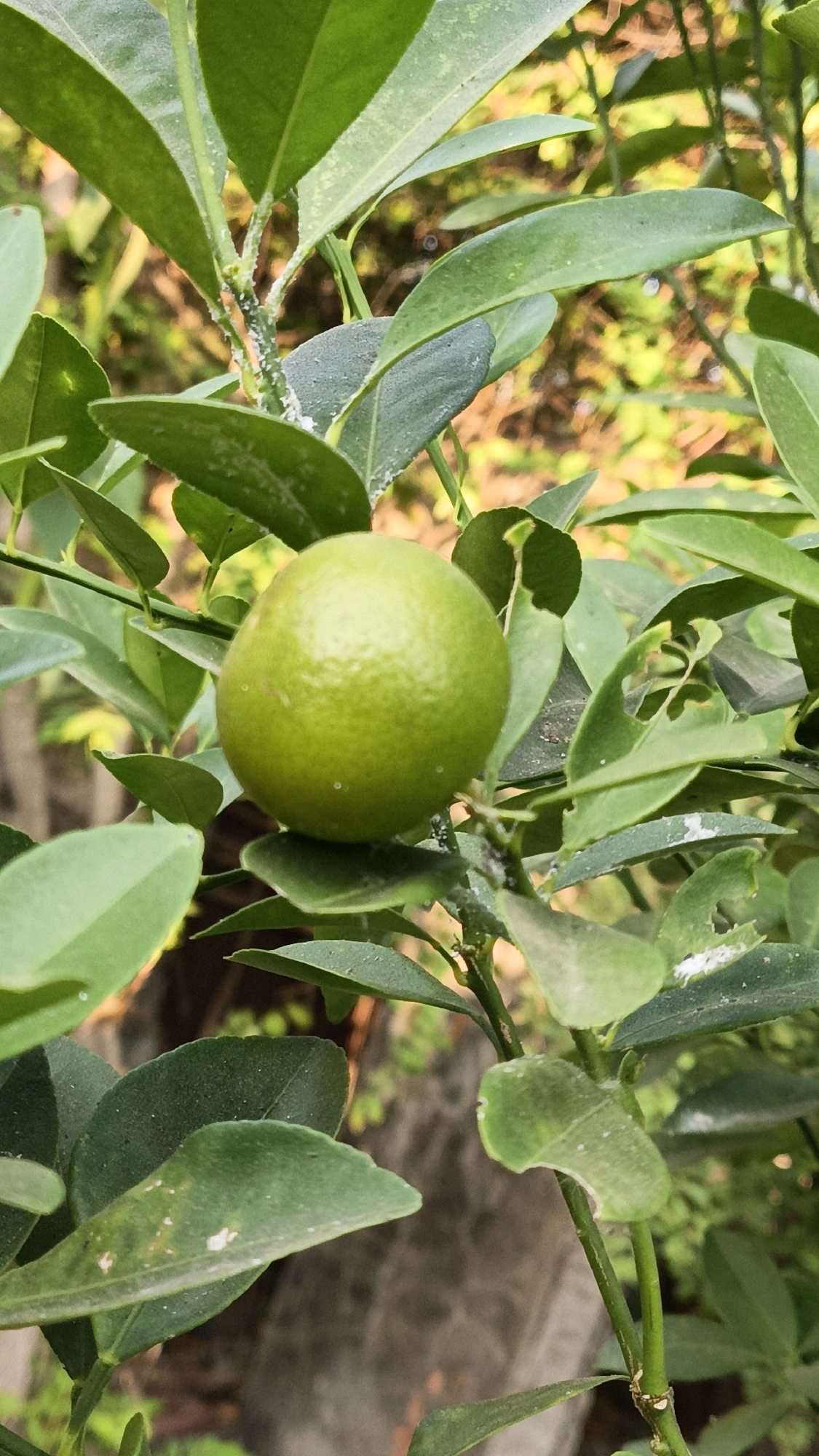A close-up, vertical shot captures a small, unripe lime fruit nestled amongst lush green leaves on a tree branch. The lime, a vibrant green, is slightly glossy and rests against a backdrop of dense foliage. The leaves are a deep green, with some exhibiting a slightly dusty appearance and minor insect damage, as evidenced by small holes. The branches are thin and green, with some exhibiting a fuzzy white growth, potentially indicating an infestation. In the blurred background, a grey concrete wall is visible, suggesting an urban or suburban setting. The lighting appears natural, possibly from sunlight filtering through the leaves, casting soft shadows and highlighting the textures of the fruit and foliage. The image's perspective is from a slightly elevated viewpoint, looking down at the lime and its surrounding leaves. The setting is identified as Cikal, Indonesia.