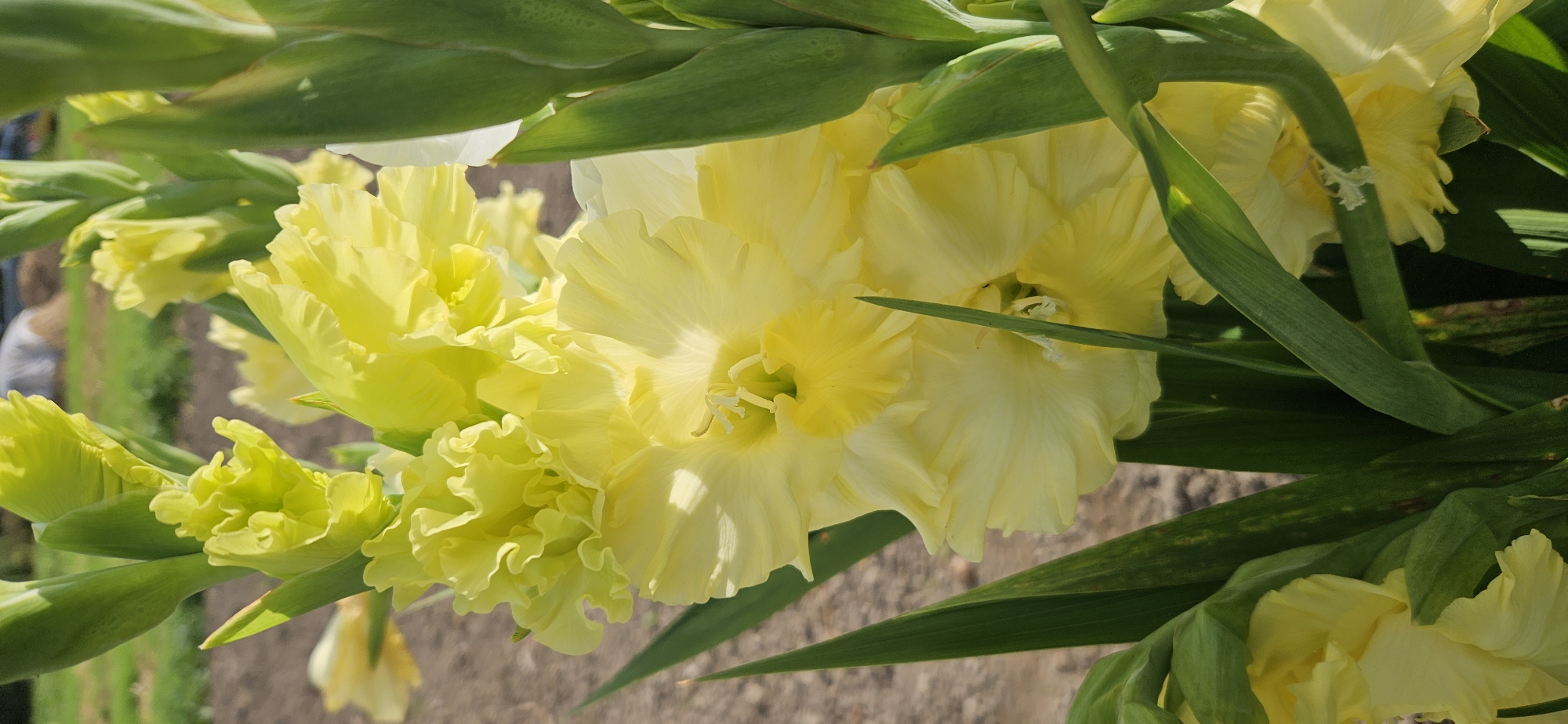 The image shows a close-up view of several bright yellow gladiolus flowers. The flowers are layered with ruffled petals, and some are partially open, revealing delicate stamens. Tall, green sword-like leaves surround the blooms. The background is softly blurred, with hints of dry, light-colored soil and some green vegetation, suggesting an outdoor setting. The lighting indicates it is daytime, with sunlight casting soft shadows on the petals. There are no people or animals visible in the image. The scene is likely a flower garden or a field where gladioli are grown.