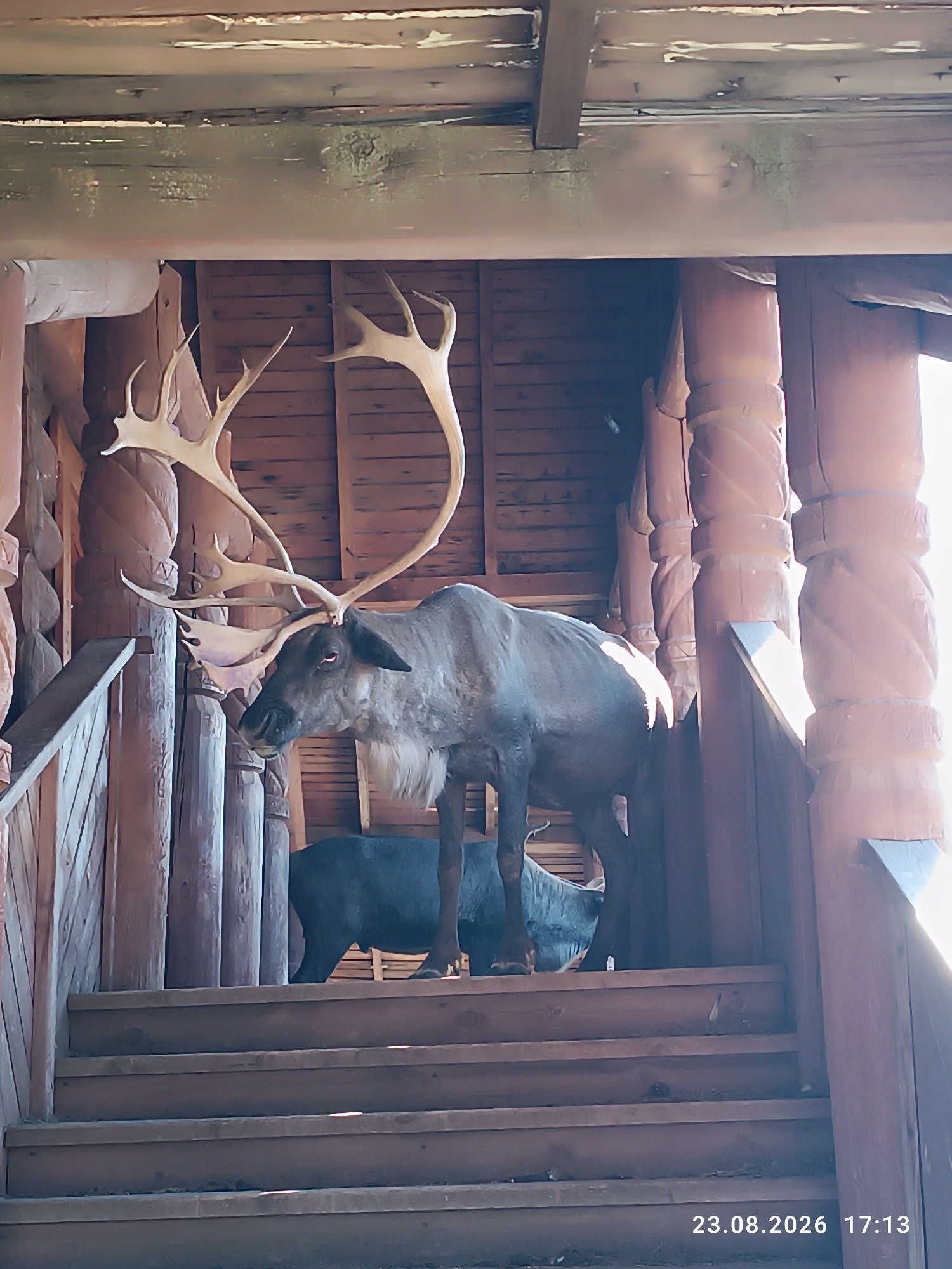 A full-body taxidermied reindeer, with large antlers, stands on a wooden staircase in what appears to be an indoor exhibit or museum. The reindeer is greyish-brown with a lighter colored mane and chest. Behind the reindeer, a dark blue or black taxidermied animal, possibly another reindeer or a similar ungulate, is partially visible. The staircase is made of rough-hewn wooden planks, and the surrounding architecture features carved wooden pillars and wooden paneling. Sunlight streams in from the right, creating bright highlights and casting shadows. The image is dated "23.08.2026 17:13." The location is specified as Luna, Russia.