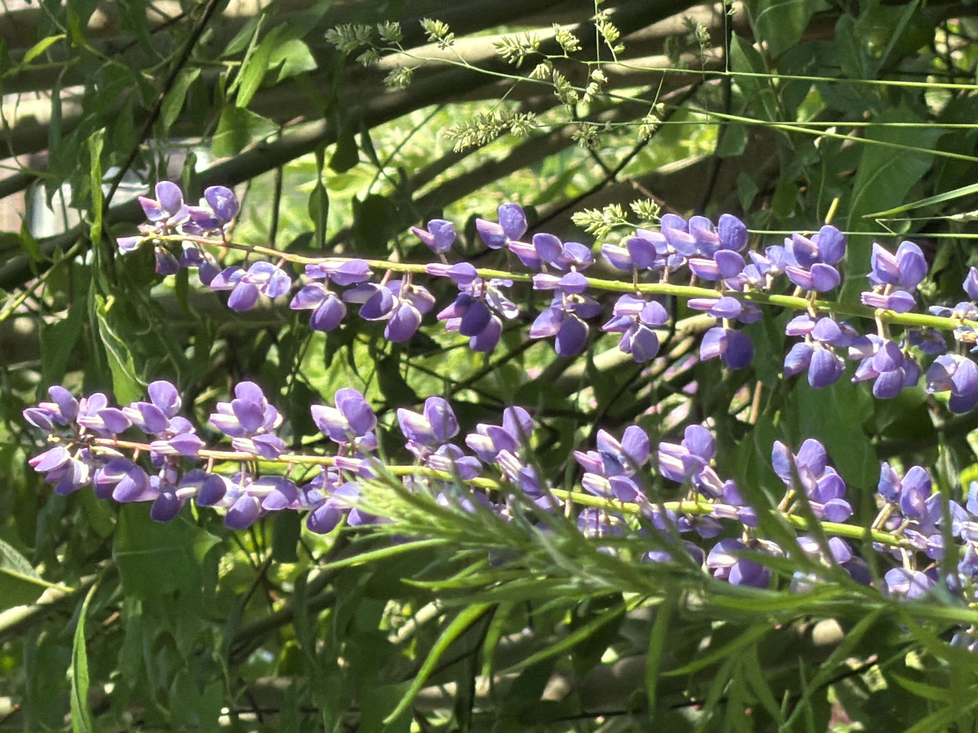 This media file is a close-up, horizontal shot of a cluster of purple lupine flowers growing in Petukhi, Russia. The flowers are the primary subjects, arranged along thin green stems. Their petals are a vibrant shade of purple, with some appearing lighter due to the sunlight. The background consists of lush green foliage and thin, dark branches, suggesting an outdoor, natural setting. In the upper part of the image, there are also some thin, delicate green seed heads of grass. The lighting indicates it is daytime, likely sunny, with the light filtering through the leaves and flowers, creating some dappled shadows. There are no people or discernible objects other than the plants. The scene evokes a sense of natural beauty and the tranquility of a garden or wild landscape. No text is visible in the image.