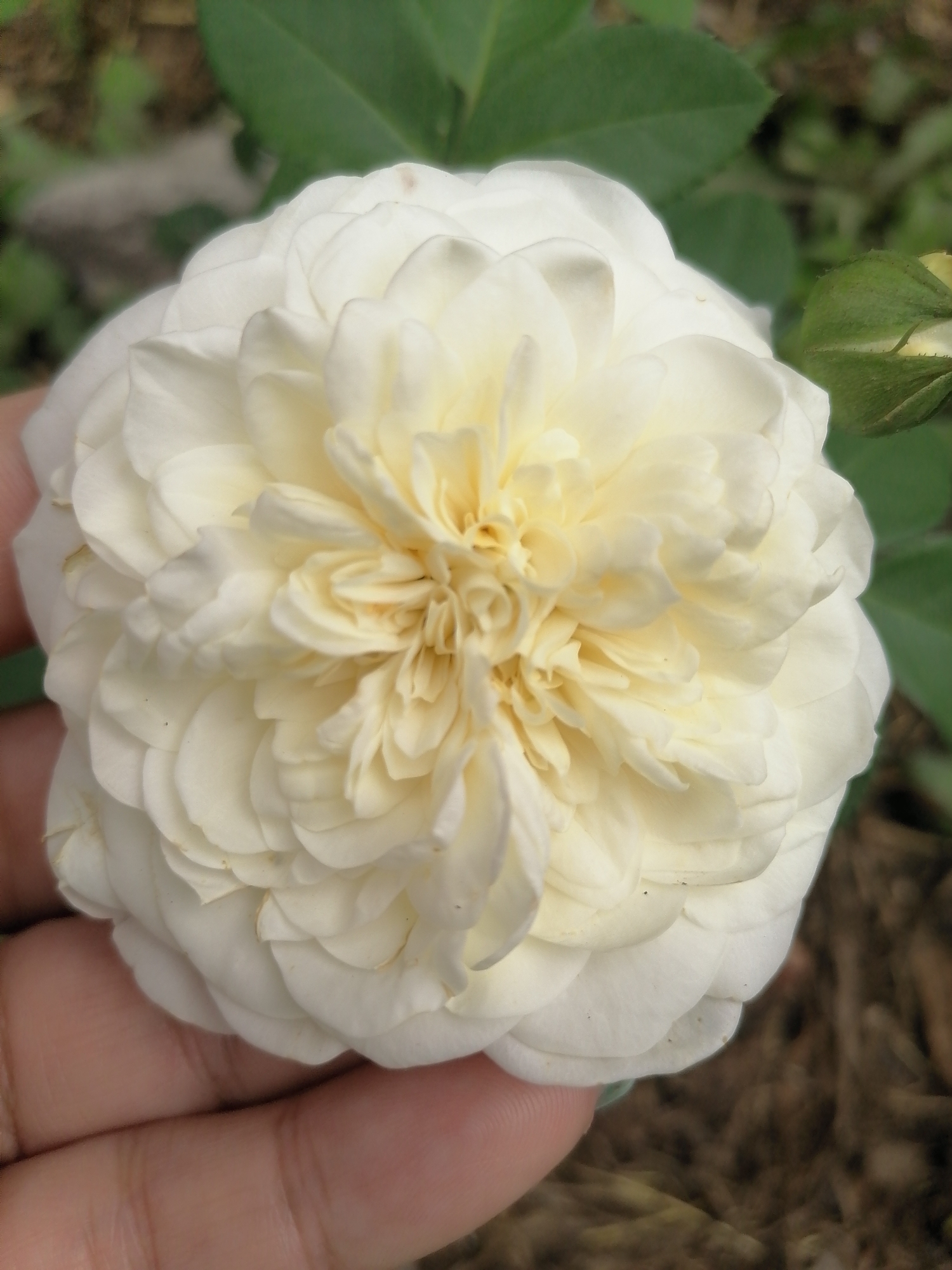 An extreme close-up shot shows a hand gently holding a fully bloomed, creamy white rose. The rose has numerous tightly packed, layered petals that create a dense, ruffled appearance, with a slight yellow hue at its center. The hand, positioned in the lower left of the frame, appears to be a person's, with visible skin texture and faint lines on the fingers. In the background, out of focus, are green rose leaves and brown soil or mulch, suggesting an outdoor garden setting. A single, unopened green rose bud is visible to the right of the main bloom. The image does not contain any explicit indicators of Lobkovo, Russia, or any specific urban context.
