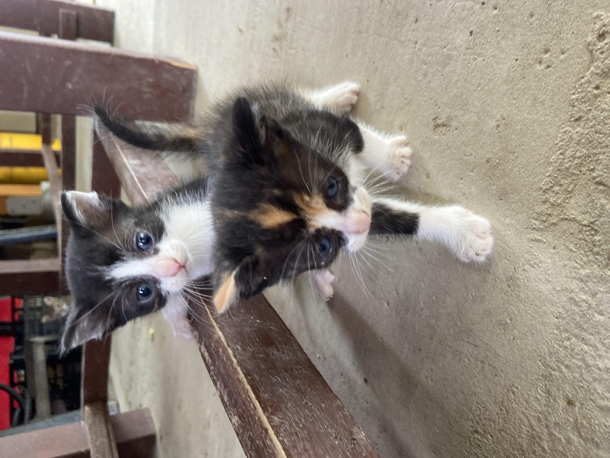 Two kittens are the primary subjects in this image. In the foreground, a calico kitten with black, white, and orange patches on its fur is walking towards the viewer. It has bright blue eyes, white paws, and a white chest. Behind and to the left of the calico kitten is a black and white kitten with a white chest and face, and large blue eyes. It is looking directly at the camera. Both kittens appear to be young.
The kittens are on a concrete floor. Behind them is a wooden structure, possibly part of a table or bench, with a dark brown finish. In the background, there is a blurred red object and some yellow and brown vertical elements, suggesting an indoor or semi-outdoor environment with furniture or equipment. There is another kitten visible in the far background, out of focus.
The image is taken at a low angle, close to the ground, emphasizing the kittens. The lighting suggests it is daytime. No specific location in the city of Mindia, Bulgaria can be determined from the visual information provided.