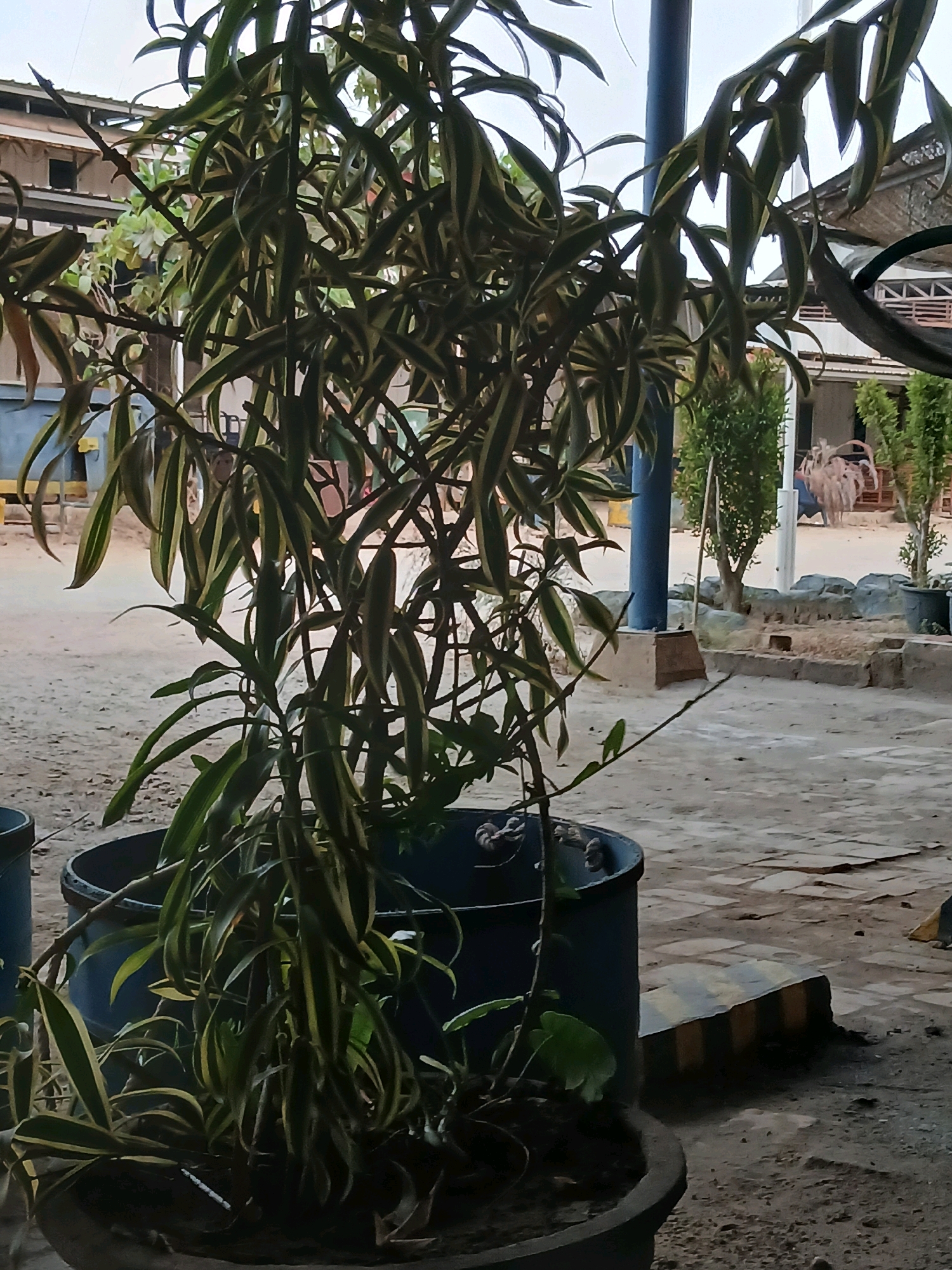In the city of Pangkalpinang, Indonesia, an outdoor scene is depicted. In the foreground, a potted plant with long, variegated green and yellow leaves dominates the frame. The plant is housed in a dark-colored pot, which is partially visible. Behind the plant, a blue pillar rises vertically, suggesting it is part of a structure. The ground appears to be a mix of dirt and paved surfaces. In the background, a building with a corrugated roof is visible, along with some smaller trees in pots and what appears to be outdoor furniture. The overall impression is of a casually maintained outdoor area, possibly a courtyard or garden space.