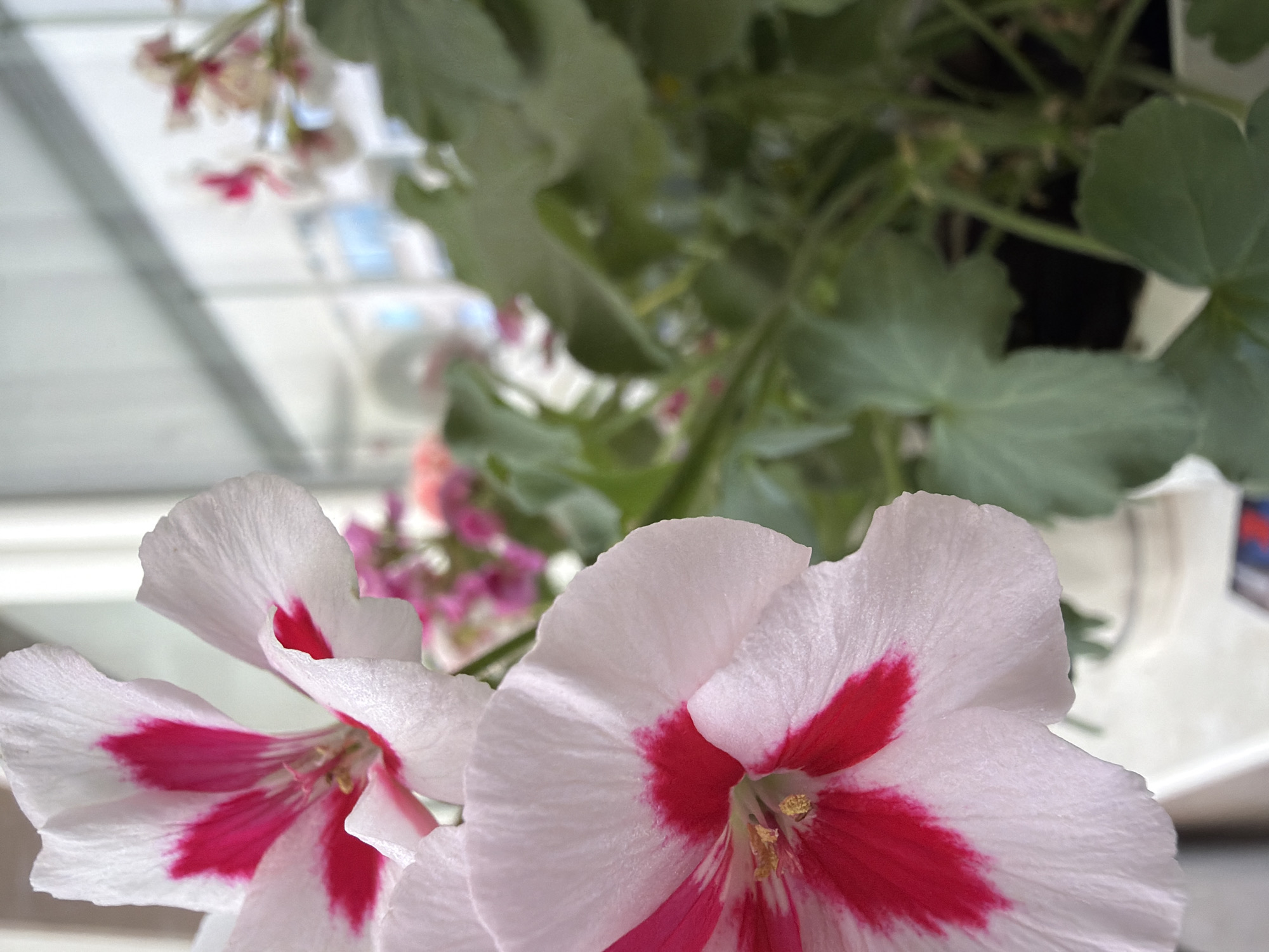 The image shows a close-up of a potted plant with white and fuchsia-colored flowers. The flowers are in the foreground and are in sharp focus, with visible delicate petals and a vibrant splash of color. The background is blurred, showing more flowers and green leaves of the plant, as well as a bright, out-of-focus background that suggests an indoor setting near a window. The overall impression is of a well-lit, domestic environment, likely a windowsill or balcony, though no specific landmarks of Veliko Tarnovo, Bulgaria are visible.