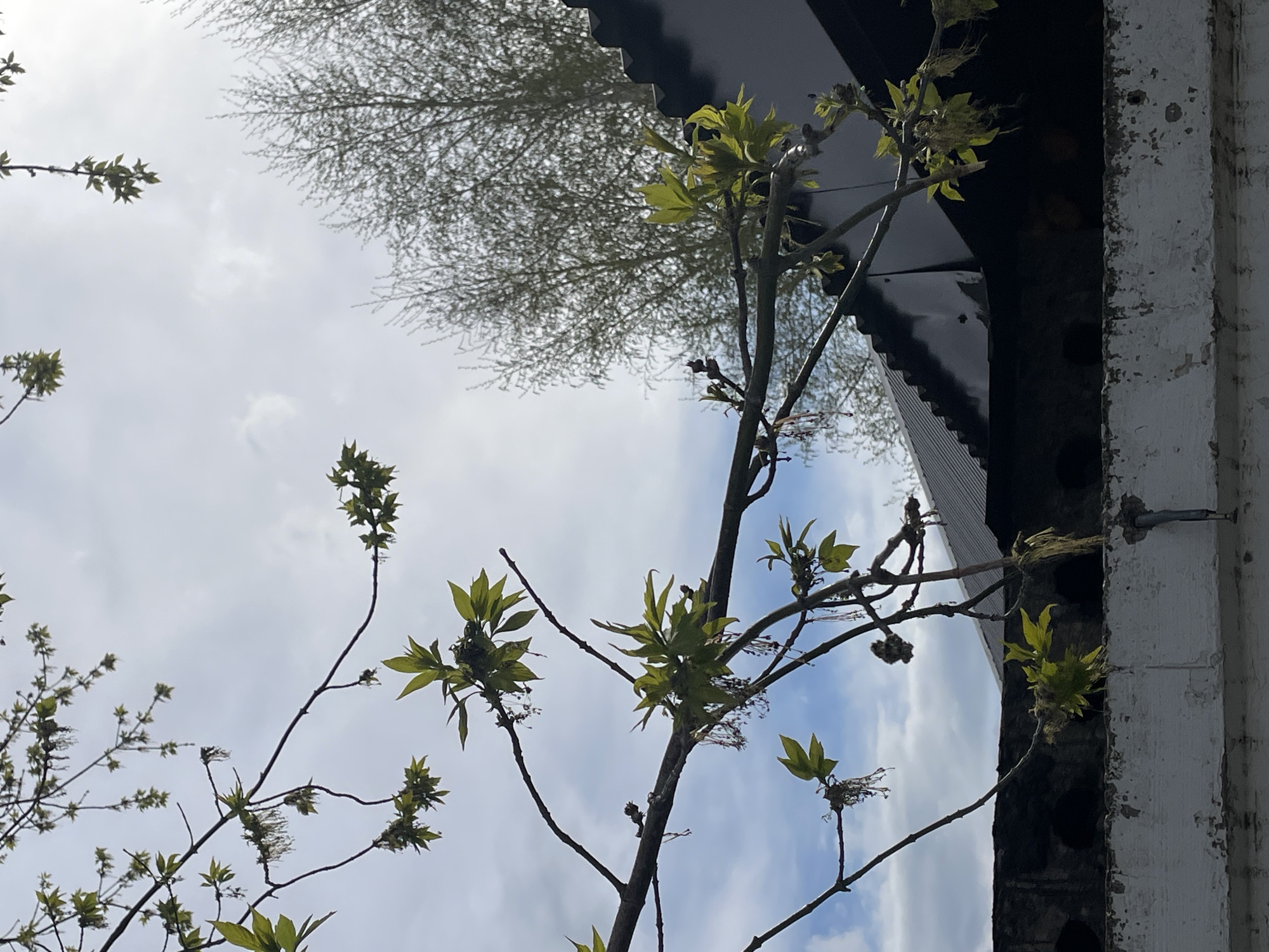 The image presents a low-angle view of tree branches with budding green leaves against a backdrop of a cloudy sky. The upper portion of the frame includes the edge of a building with dark-colored metal and peeling white paint. The scene does not include people, subjects or interactions. Urussu, Russia is not identifiable as the location from the image.