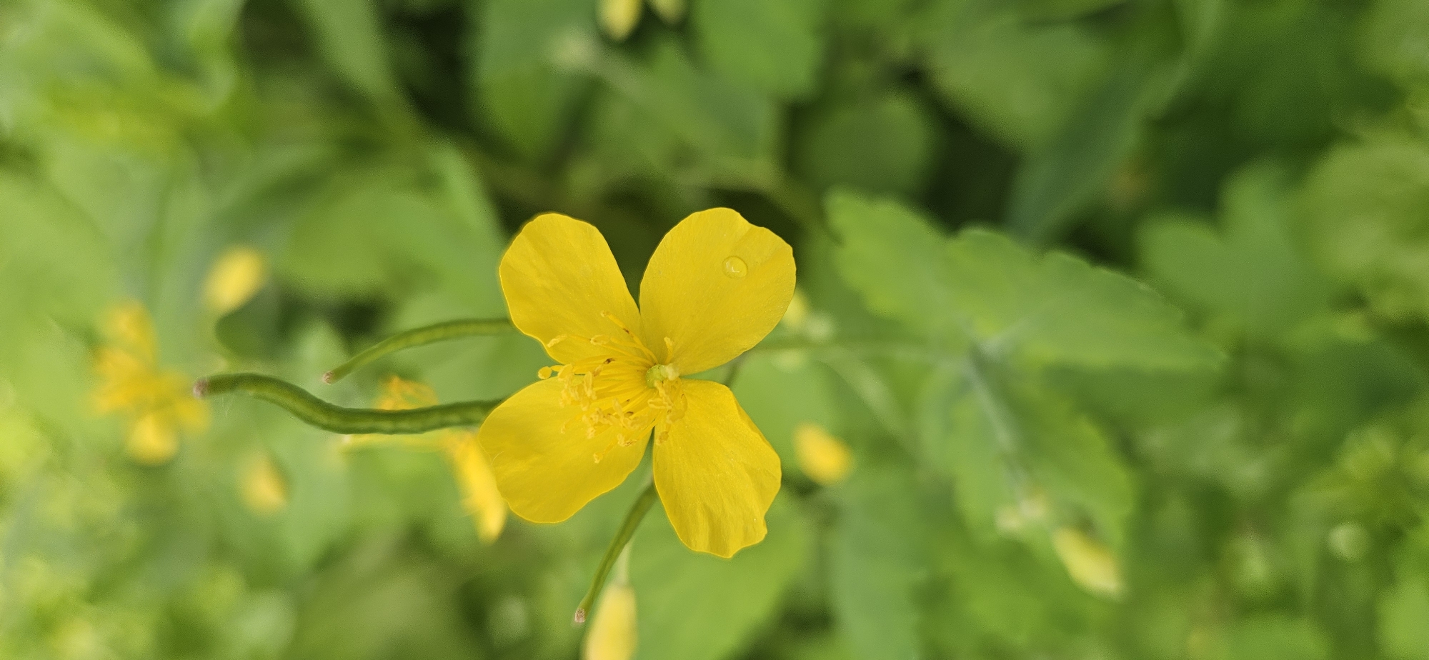 A high-angle, close-up shot shows a yellow flower with four petals. The flower is surrounded by green foliage. A small droplet of water is visible on the top right petal. The flower and foliage are in focus, with the background slightly blurred. The image was taken in Dolna banya, Bulgaria.