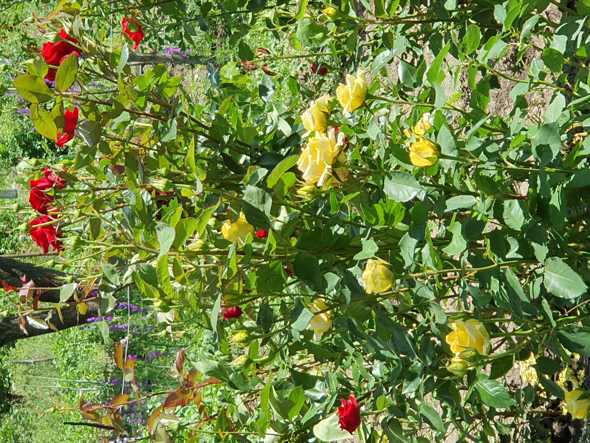 A close-up, eye-level shot captures a dense rose bush with a mix of red and yellow blooms and numerous buds. The leaves are a vibrant green, with some reddish-brown tinges on newer growth. In the background, out of focus, are other green plants, some with small purple flowers, and a tree trunk. The ground beneath the bush appears to be soil. The scene is well-lit by sunlight, suggesting it is daytime. The overall impression is of a flourishing garden in Novoivanivka, Ukraine.