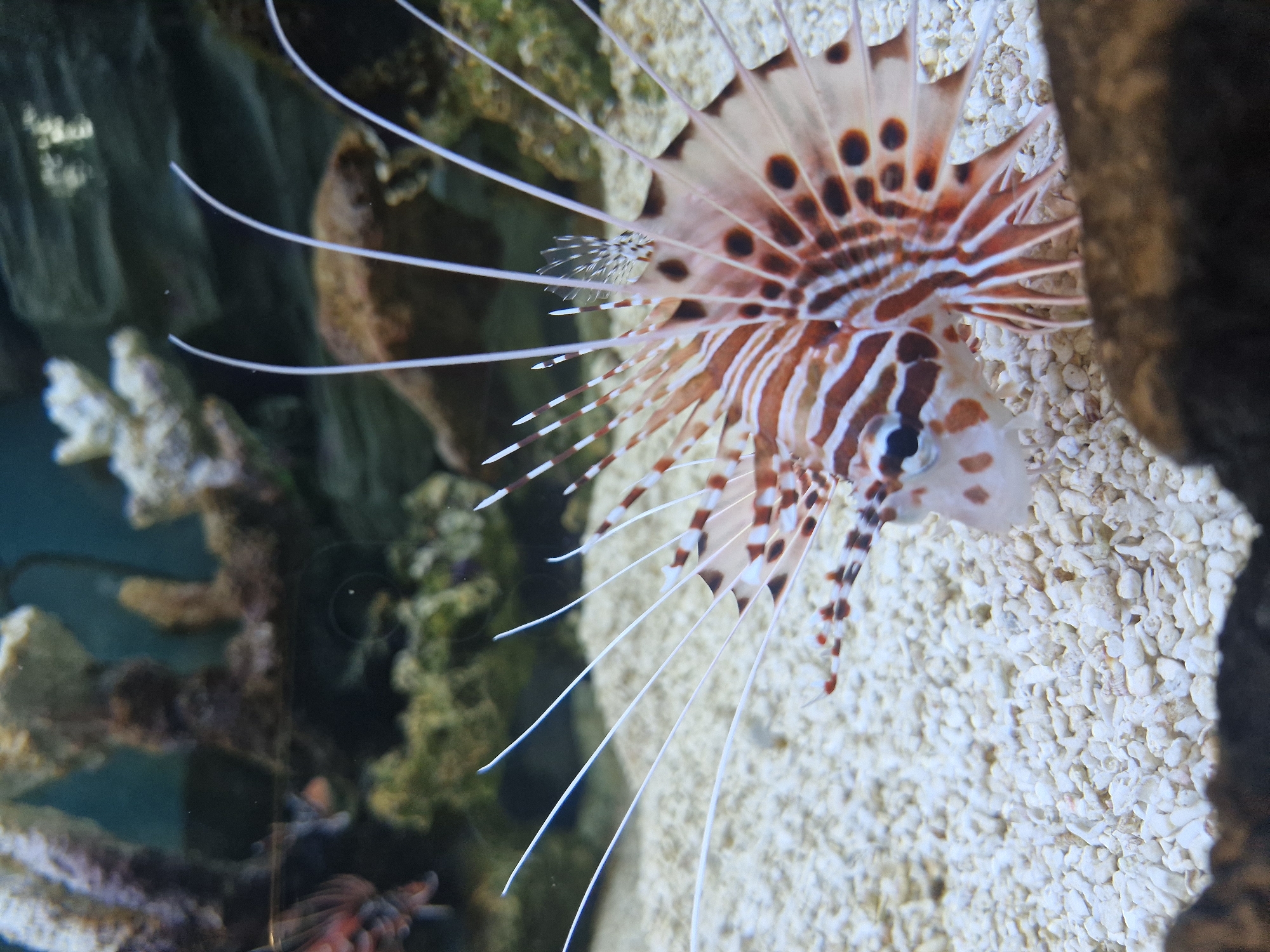 This is a close-up, medium-angle, eye-level, full-color, vertical photograph of a lionfish in an aquarium. The lionfish is positioned in the foreground, with its body angled towards the right side of the frame. Its distinctive pectoral fins are fanned out, displaying a pattern of red, white, and brown stripes, as well as prominent dark spots. The fish's eye is visible and is dark in color. The substrate of the aquarium, composed of small, white pebbles, fills the lower portion of the image. In the background, out-of-focus coral formations and rock structures are visible, with a dark, possibly rocky wall forming the back of the aquarium. The lighting appears to be artificial, typical of an aquarium setting. There is no indication of the city of Yekaterinburg, Russia, or any human presence.