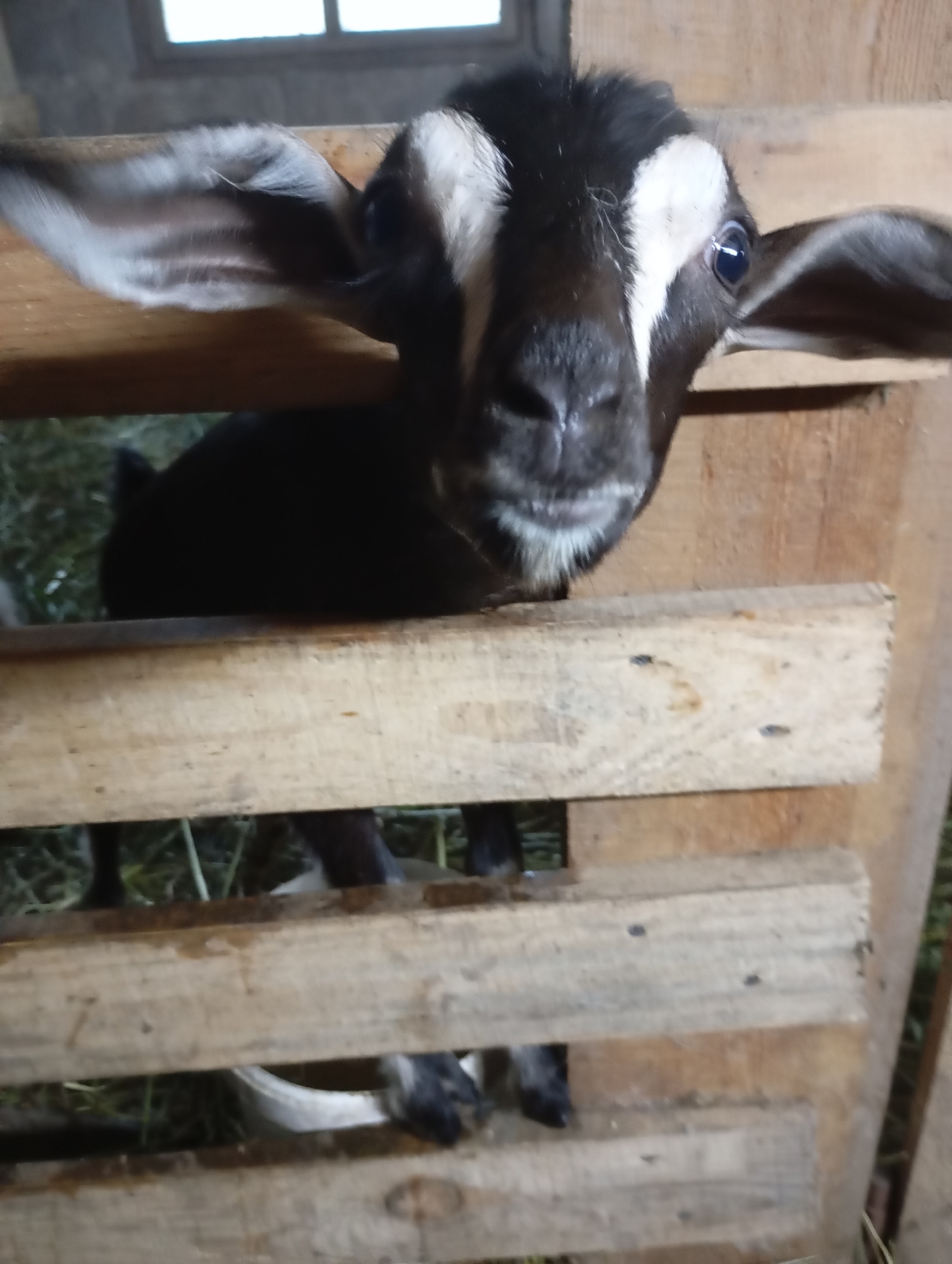 The image shows a young, black and white goat with large ears standing behind a wooden fence. The goat's head is tilted slightly and its eyes are looking forward. It appears to be in an outdoor enclosure, with some hay or grass visible in the background. The fence is made of rough, unfinished wooden planks. The lighting suggests it might be daytime, with a window visible in the upper left corner of the image. There is no information available in the image to indicate the location in the city of Льниха, Russia.