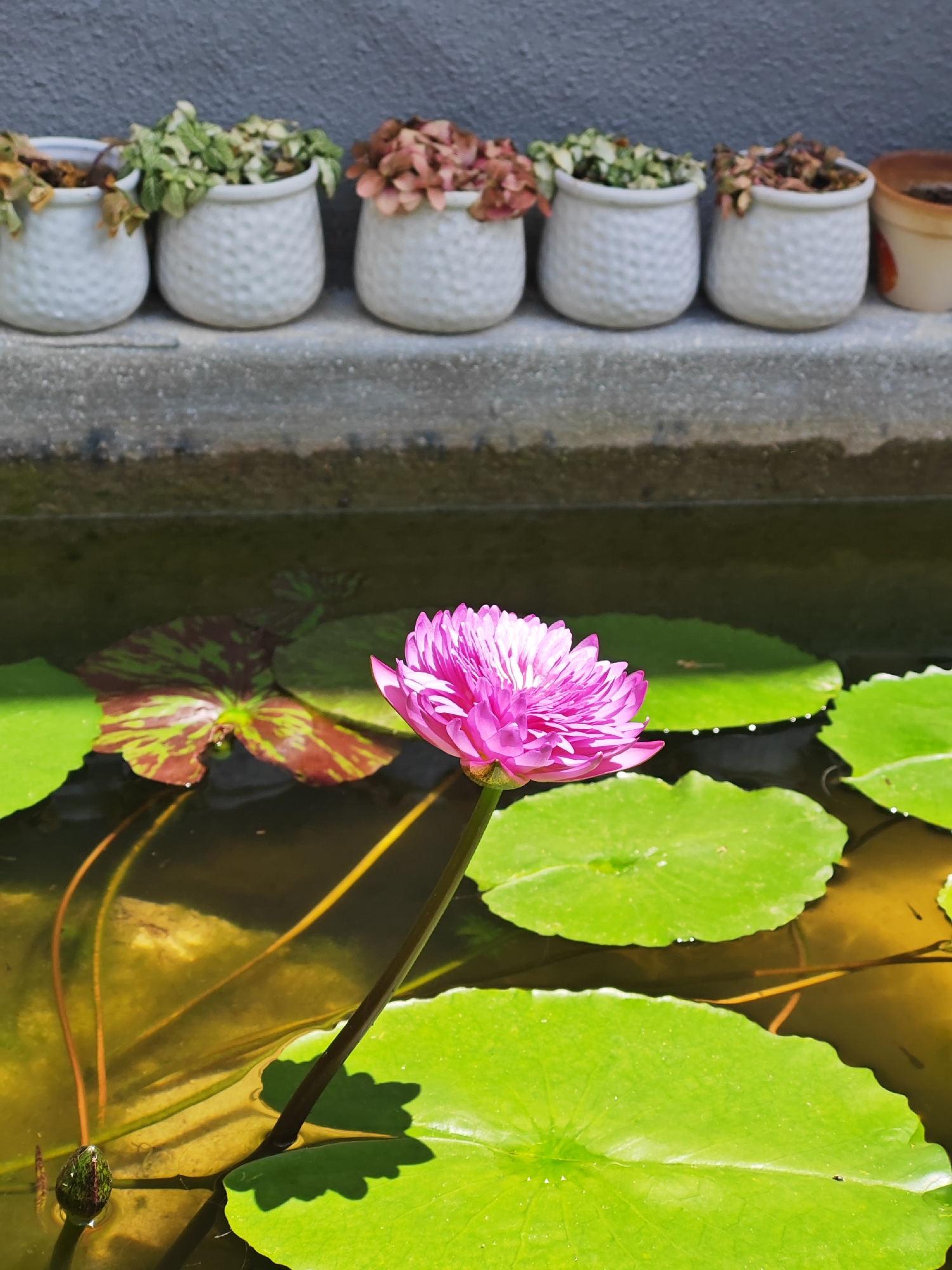 The image depicts a serene outdoor scene with a focus on aquatic plants and potted vegetation. In the foreground, a vibrant pink water lily blossoms in a dark body of water, surrounded by lush green lily pads. The water also contains several small, dark fish swimming near the surface, and a submerged lotus bud is visible on the lower left. In the background, a row of six decorative white pots sits on a concrete ledge, each containing plants. The pots vary in their contents, with some showing green foliage and others dried, reddish-brown leaves. To the right of the pots, a portion of a weathered, light-colored pot is visible. The wall behind the pots is a textured, dark gray. This scene is consistent with a garden or decorative pond area, such as one might find in a park, residential garden, or a public space in Đà Nẵng, Vietnam.