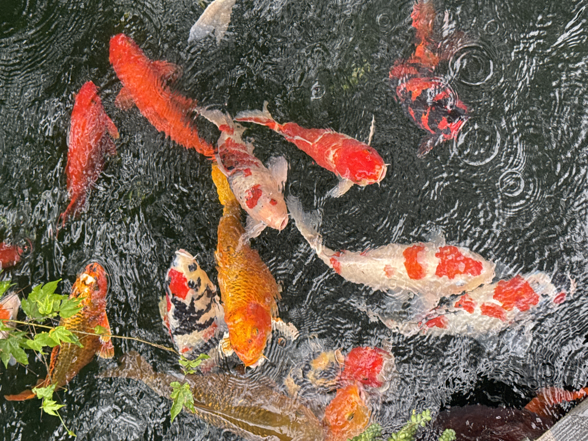 The image shows a group of koi fish swimming in a pond. The water is dark and rippled, with visible raindrops creating circular patterns on the surface. The koi fish are of various colors, including orange, red, white, and black, with distinct patterns and markings. Some of the fish are close to the surface, while others are deeper in the water. There are green leaves and vines hanging into the pond from the top left of the frame. The scene appears to be in an outdoor setting.