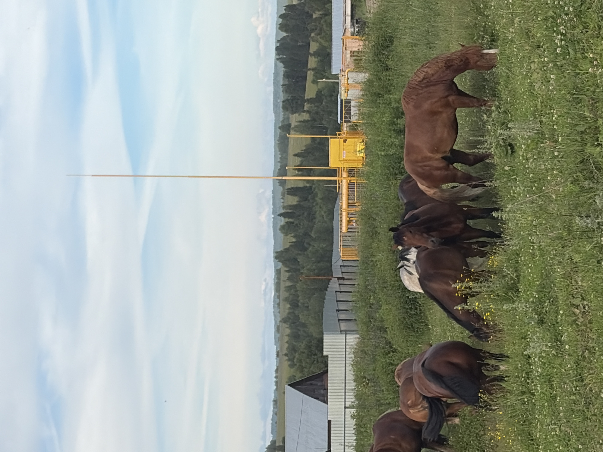 The image depicts a rural scene in the village of Vanki, Russia, featuring a herd of horses grazing in a field under a cloudy sky. Several horses are visible in the foreground, some grazing with their heads down, while others are standing. In the mid-ground, there is a fenced area with industrial equipment, including yellow pipes and structures, and a tall slender pole. Beyond the fence, a building with a grey, sloped roof is visible, along with more fencing. The background consists of rolling hills covered in dense green trees and a distant treeline under a pale blue sky with scattered white clouds. The overall environment appears to be a combination of agricultural land and industrial infrastructure.