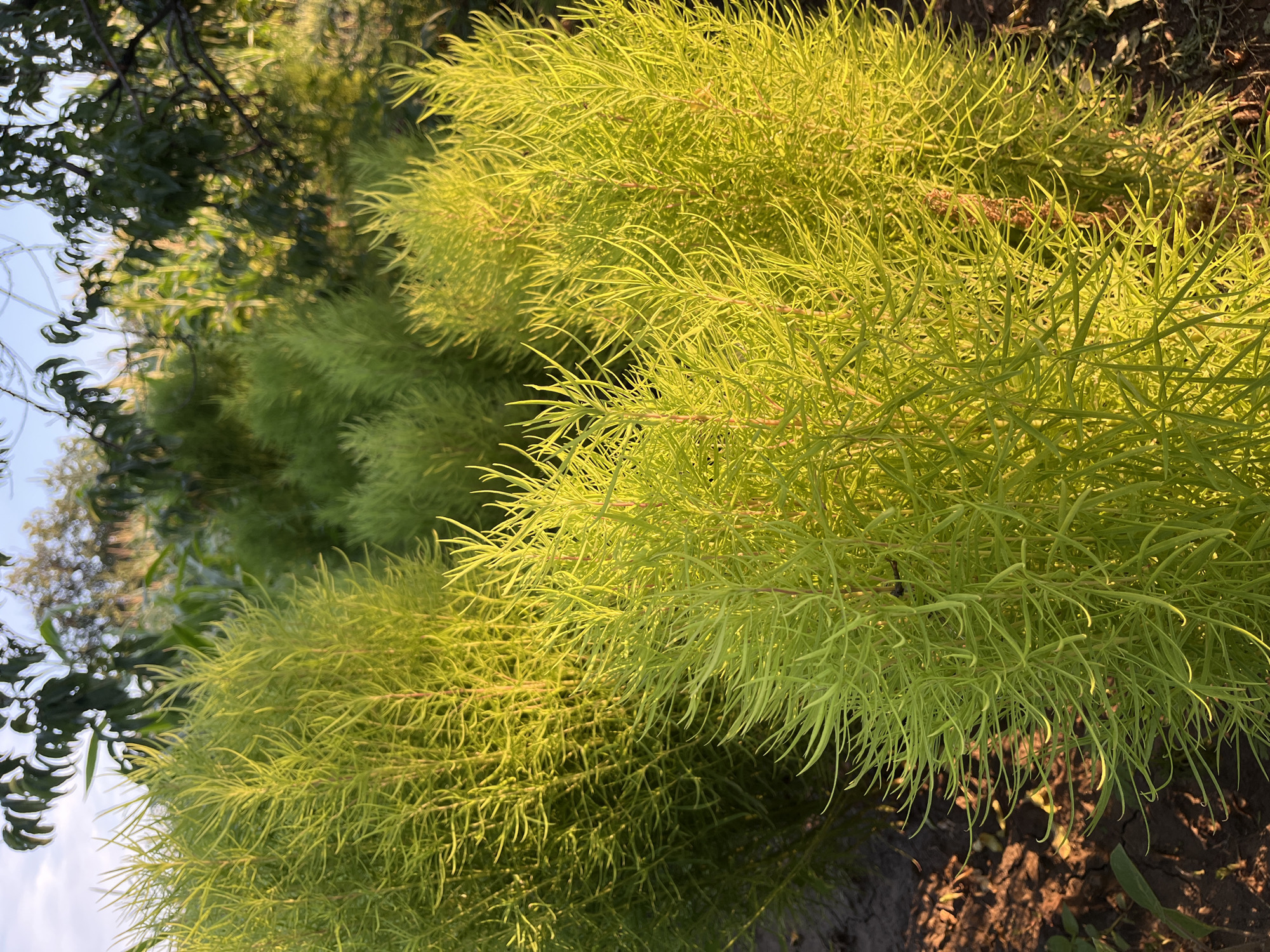 A close-up shot focuses on a cluster of bright green, feathery plants bathed in warm, golden sunlight. The plants have a wispy, almost delicate appearance with long, thin leaves that curve and intertwine. The background is softly blurred, showing hints of darker green foliage and the clear blue sky, suggesting an outdoor, possibly garden or park setting. The ground in the foreground is visible, appearing as dark soil with some dried leaves scattered on it. The overall impression is one of natural beauty and tranquility, highlighting the vibrant texture and color of the plants.