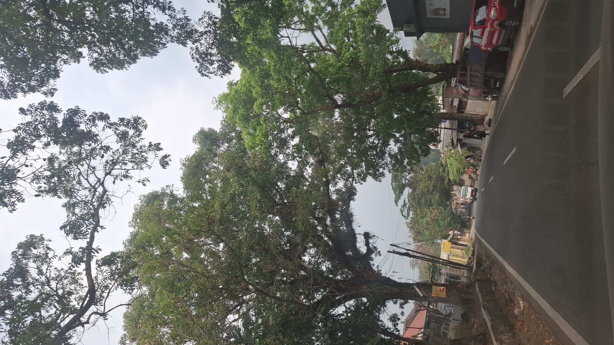 The image depicts a street scene in Cisalak, Indonesia, on an overcast day. The foreground is dominated by a paved road with white lane markings, viewed from a slightly elevated perspective, likely from a vehicle. Large, mature trees with dense green foliage overhang the road from both sides, with their branches creating a canopy that frames the sky. Some branches of the tree on the left appear to be covered in moss or other epiphytic growth.
On the left side of the road, there is a low stone wall and a dirt shoulder. Beyond the wall, a building with a reddish-brown tiled roof is partially visible, along with some fencing. A yellow sign is attached to the trunk of the large tree on the left.
The right side of the road features a sidewalk or paved area with several parked vehicles. A red car is parked in the foreground, followed by a red truck with an open bed. Behind the truck, more buildings and shops are visible, with people standing and walking along the street. Further down the road, traffic is visible, including motorcycles, a white van, and other vehicles. The background shows more trees and buildings, receding into the distance under a hazy sky. The overall impression is of a bustling residential and commercial street in a tropical or subtropical environment.