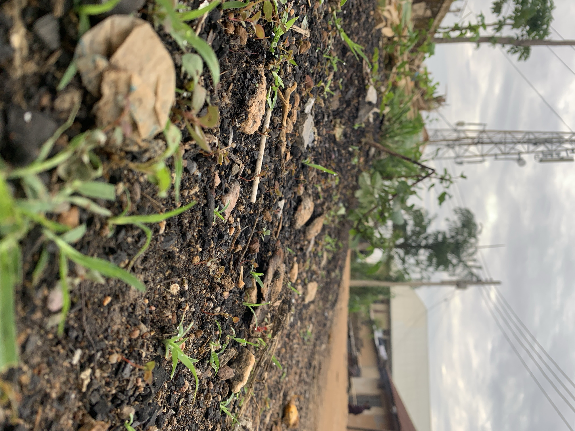 This image depicts a ground-level perspective in Rafin Par, Nigeria, focusing on the immediate foreground with a blurred background. The foreground consists of dark, granular soil interspersed with numerous small rocks and pebbles. Various small green sprouts and blades of grass, some exhibiting water droplets, emerge from the soil. A crumpled, light brown, papery object is partially visible on the left side of the foreground. A thin, light-colored stick lies horizontally in the central mid-ground.
The mid-ground recedes as a dirt path or road, displaying less distinct details and scattered debris. The background is significantly out of focus but reveals an outdoor environment under an overcast sky. On the left, a tall, grey telecommunications tower with multiple antenna arrays is prominent, flanked by green trees and hints of structures. On the right, a utility pole with multiple overhead power lines is visible, leading towards several buildings including a large structure with a white roof and smaller residential-style buildings with reddish-brown roofs. A dark-skinned individual is discernible in the far background on the right, appearing to be seated or stooping near one of the buildings.