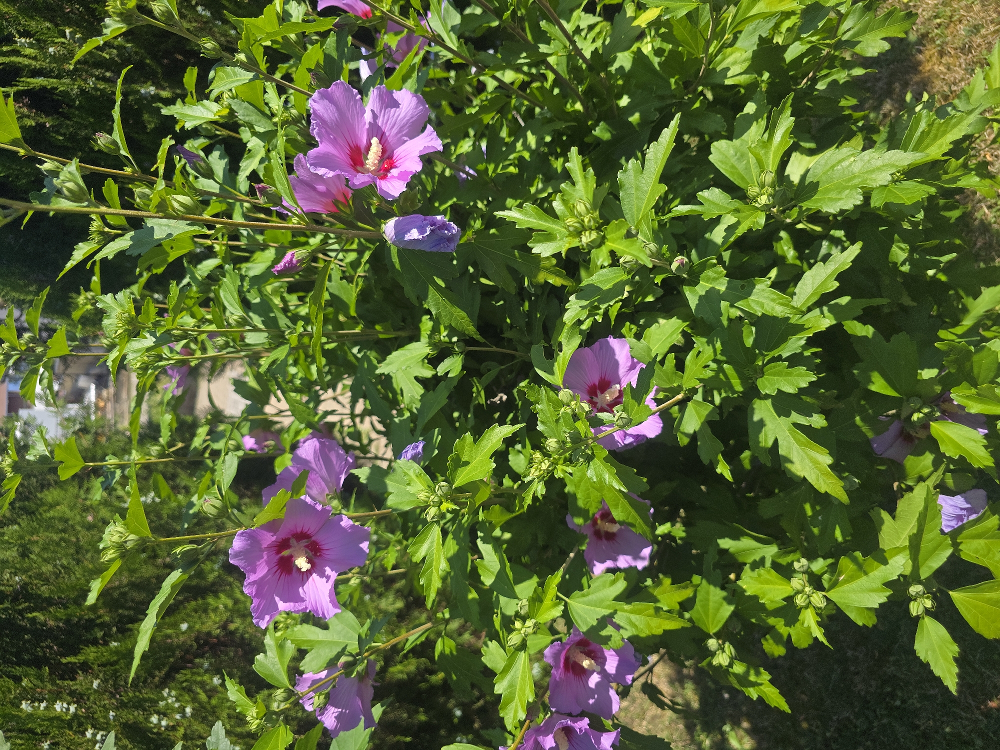 This image shows a close-up of a flowering hibiscus bush in Sofia, Bulgaria. The bush has many bright purple flowers with darker centers and a prominent yellow pistil. There are also numerous green leaves and buds visible on the stems. The background is blurred, but appears to be a garden setting with some evergreen foliage and hints of structures, suggesting an outdoor environment in a residential or park area of the city. The lighting indicates it is daytime, with sunlight casting shadows on the leaves and flowers.