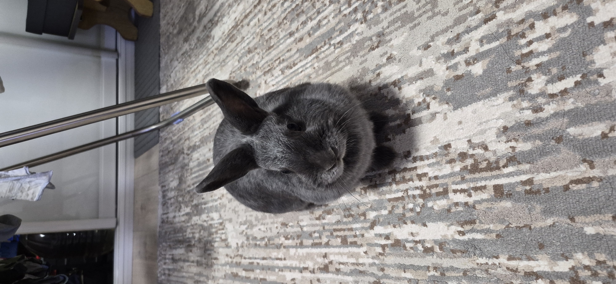 A medium shot captures a grey rabbit sitting on a patterned rug. The rabbit is facing the camera, with its ears erect. The rug has an abstract pattern of grey, white, and brown lines. In the background, part of a metal drying rack is visible, along with a white wall and a sliver of a wooden table with a black box on it. The lighting is dim and the image appears to be taken indoors. There are no people or animals other than the rabbit visible in the frame. The scene does not provide any specific information about its location within the city of Ussurijsk, Russia.