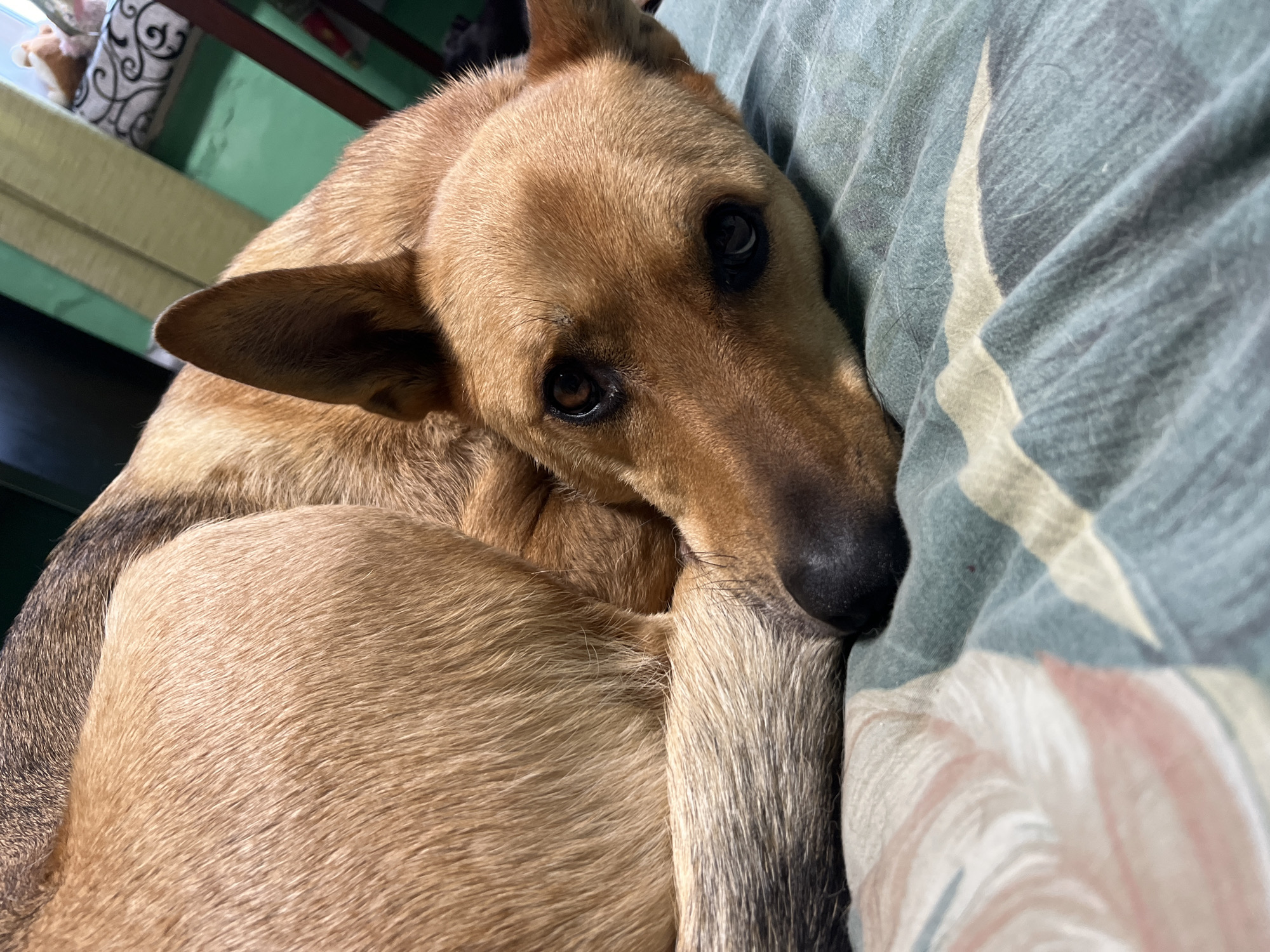 A tan and black German Shepherd is lying curled up on a teal and white patterned blanket. The dog's head is resting on the blanket, and its eyes are open and looking towards the camera. The dog's body is mostly visible, with its tail curled around its body. The background is blurred, but appears to be an indoor setting with green walls and a wooden chair. There are no people or other animals visible in the image. The image is a close-up shot, focusing on the dog's face and upper body. The lighting is soft and natural. There is no information in the image to suggest a specific location in Nizhny Tagil, Russia.