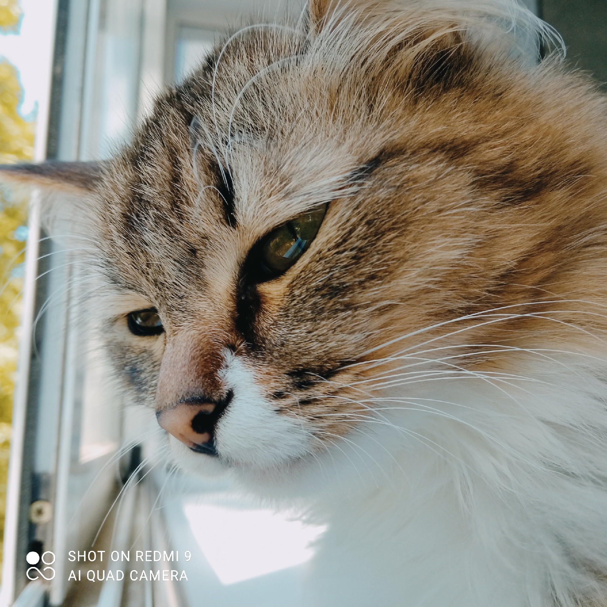 A close-up, eye-level shot shows the face of a domestic cat, likely a calico or tabby, looking out of what appears to be a window. The cat's fur is a mix of brown, white, and black stripes. Its green eyes are focused downwards, reflecting light. The background is blurred, with hints of greenery and what might be window frames. The image contains a watermark in the bottom left corner reading "SHOT ON REDMI 9 AI QUAD CAMERA". The image was taken in Chaikovsky, Russia.