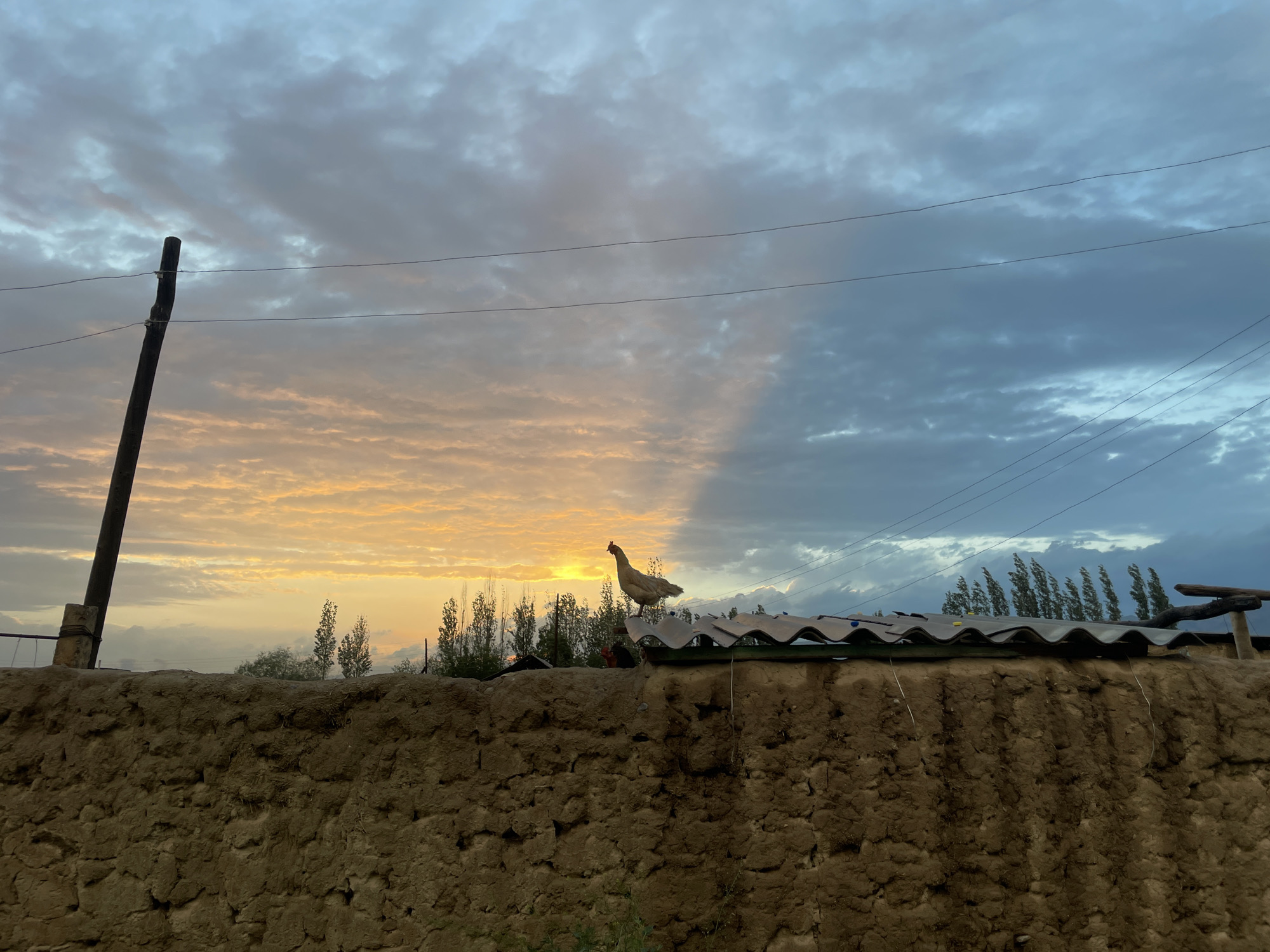 A rural scene in Kara-Oi, Kyrgyzstan, at sunset. The sky is divided, with the left side illuminated by warm, golden-orange sunset light filtering through clouds, and the right side a darker, blue-grey with storm clouds. A single wooden pole stands to the left, with two visible wires running horizontally across the frame.
In the foreground, a textured, rough-hewn mud wall forms the bottom of the image. Behind the wall, a weathered, corrugated metal roof stretches across the scene, supported by a rudimentary wooden structure. On top of the roof, a single chicken stands prominently, silhouetted against the sunset. A line of slender trees with pointed tops is visible in the distance, bordering the horizon.
The overall impression is one of peaceful, natural beauty, with the dramatic contrast in the sky suggesting an impending change in weather. The setting appears to be a simple, perhaps agricultural, homestead. No text is visible in the image.