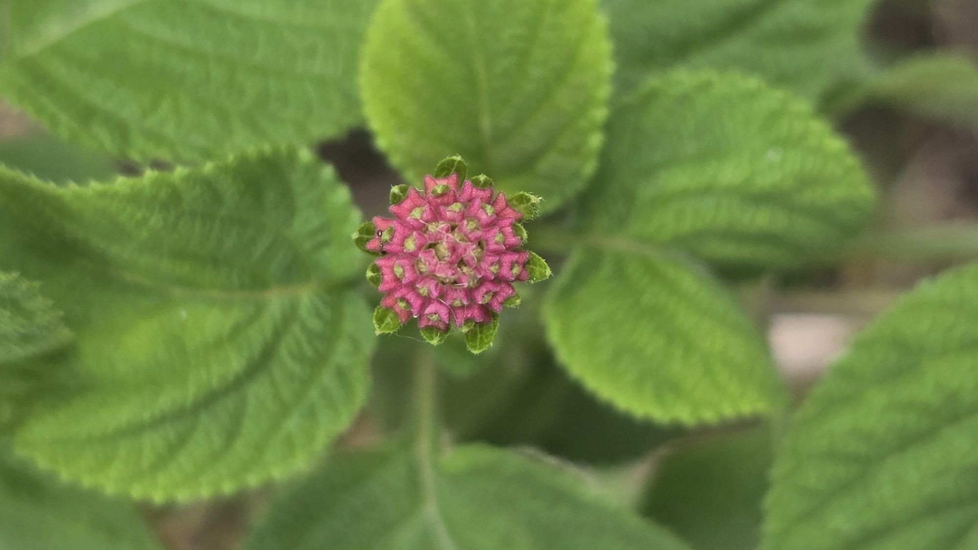 The image shows a close-up, overhead view of a developing flower cluster surrounded by green leaves. The cluster is composed of tightly packed pink buds with green tips. The leaves have a slightly fuzzy texture and serrated edges. The background is blurred, suggesting a shallow depth of field. It is difficult to ascertain the exact location in Lhokseumawe, Indonesia from this image alone.