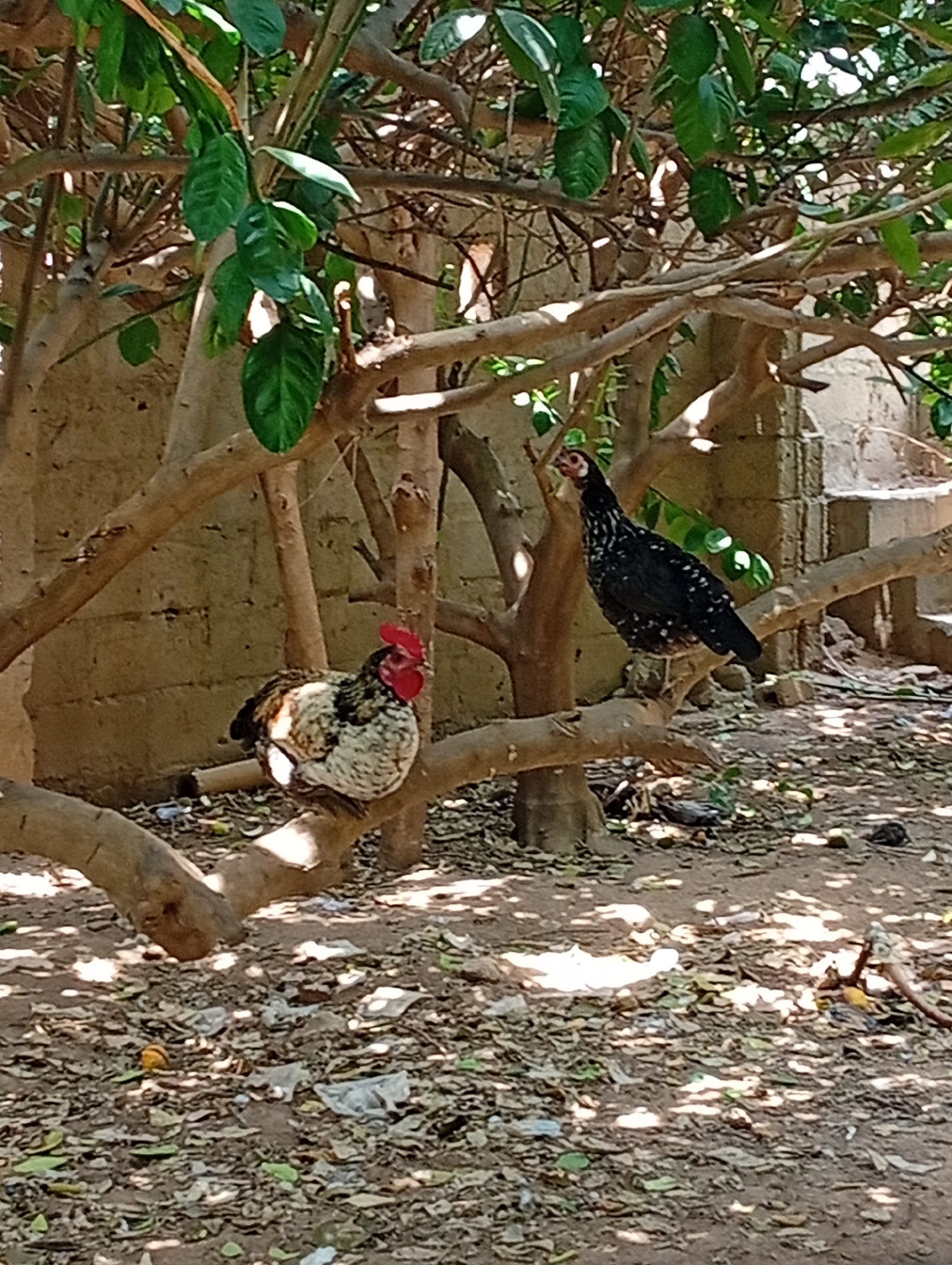 Two chickens are perched on tree branches outdoors, likely in Azume, Nigeria. The chicken on the left is predominantly white and brown with a red comb. The chicken on the right is black with white speckles and is positioned higher on a thicker branch. The background consists of a rough, tan-colored wall and dense foliage from the trees. The ground below is covered with dry leaves and some scattered debris. The scene appears to be an outdoor enclosure or yard.