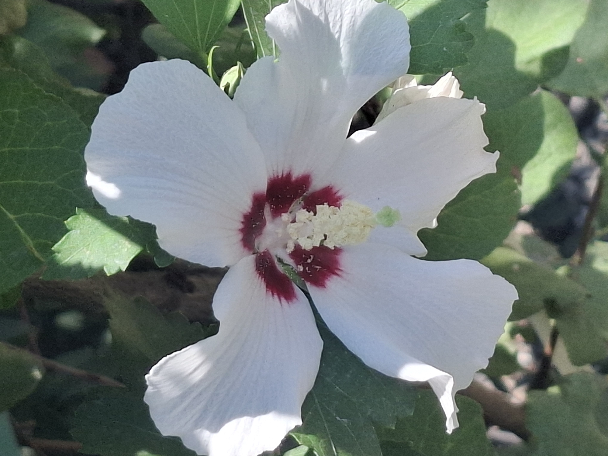 A white hibiscus flower with a dark red center is in full bloom, set against a backdrop of green foliage. The flower's petals are wide and slightly wavy, with delicate texture. The red markings at the base of the petals are a deep crimson. The stamen is a pale yellow, with a light green stigma visible. The leaves surrounding the flower are lush and green, with some dappled sunlight creating shadows. The image appears to be a close-up shot, focusing entirely on the beauty of the flower and its immediate surroundings. The location of the photograph in Almaty, Kazakhstan, is not specified by any visual cues within the image itself.