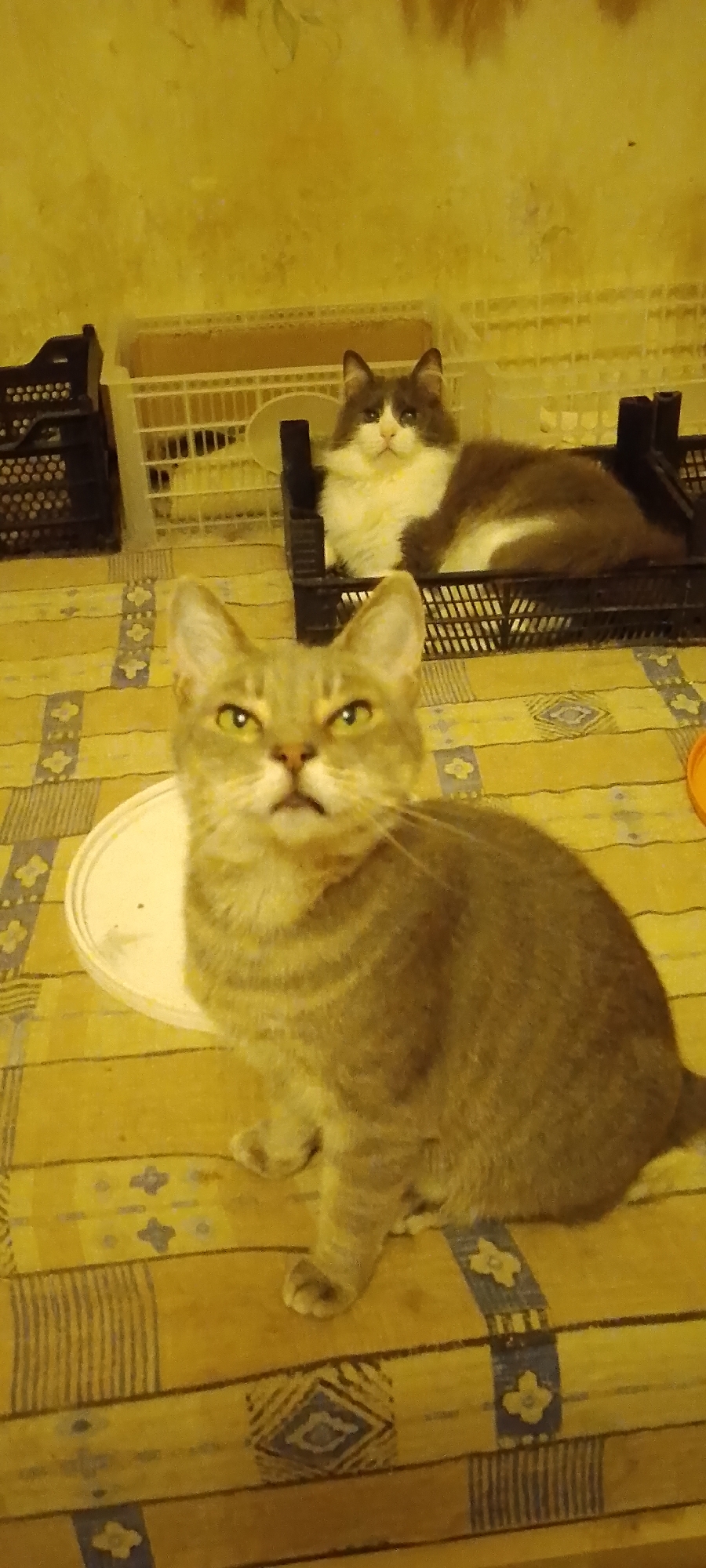 This is a photograph taken indoors, likely in a home setting in Belgorod, Russia. The focus is on two cats. In the foreground, a tabby cat with greenish eyes is seated on a yellow and blue patterned tablecloth, looking directly at the camera with a slightly serious expression. Its head is tilted slightly upwards. Behind it, and slightly to the right, a long-haired cat with grey and white fur is lying down in a black plastic crate. The background shows a yellow-toned wall with a subtle floral pattern and some white and black plastic crates. The lighting is warm and somewhat dim, suggesting an indoor environment during the day or evening.