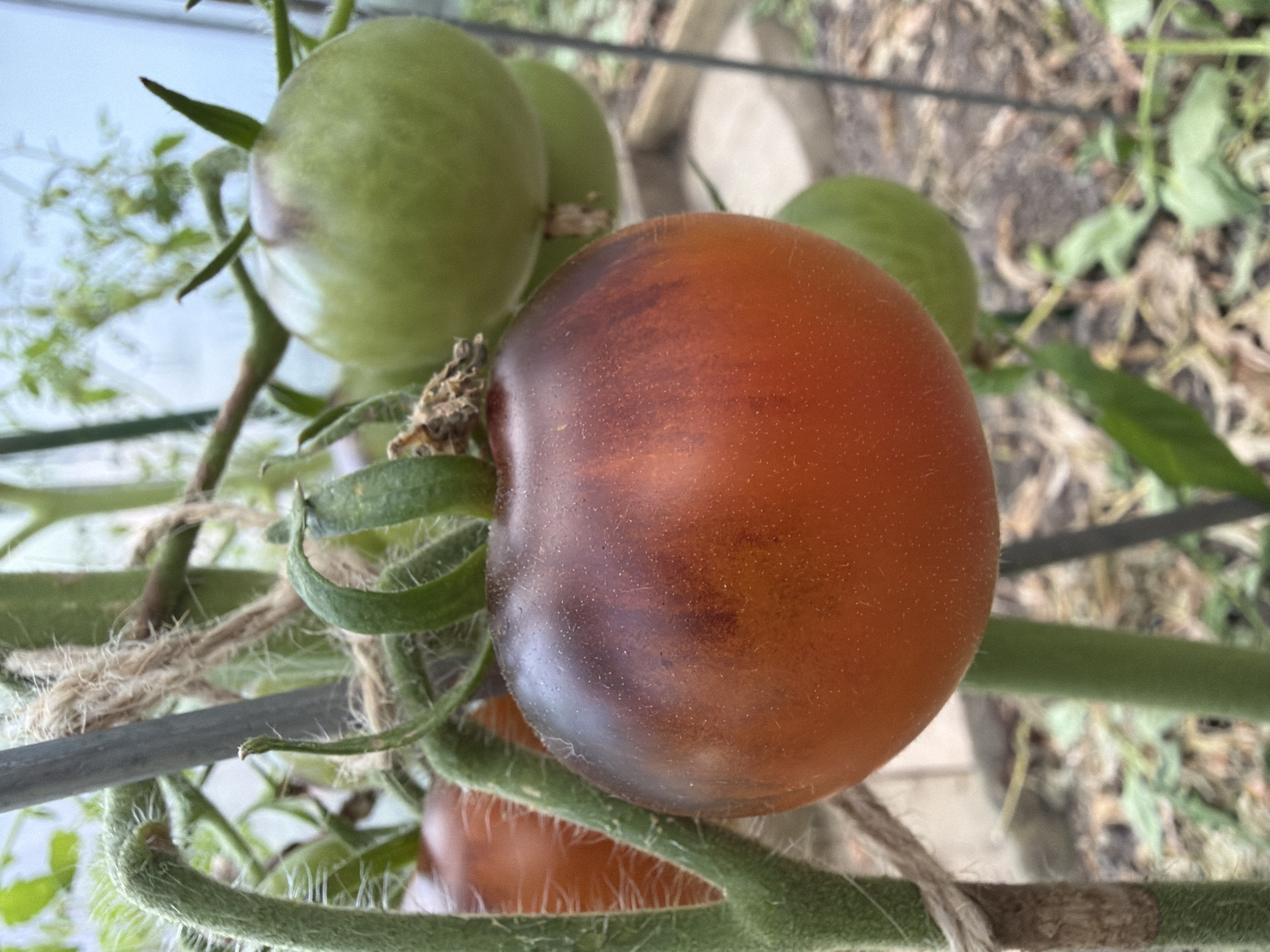 A close-up, eye-level shot focuses on ripening tomatoes on a vine, likely in a greenhouse or garden in Imeni Vorovskogo, Russia. The most prominent subject is a large, dark red tomato in the foreground, with subtle stripes and a slightly rough texture. To its left and slightly behind is another, rounder, lighter red tomato. In the background, two unripe green tomatoes hang on the vine, one larger and one smaller. The tomatoes are supported by a metal stake and twine. The background is blurred, showing the earthy ground with some dry leaves and faint hints of other plants and structures, suggesting an outdoor or semi-outdoor cultivation environment. The lighting is natural, highlighting the different stages of tomato growth.
