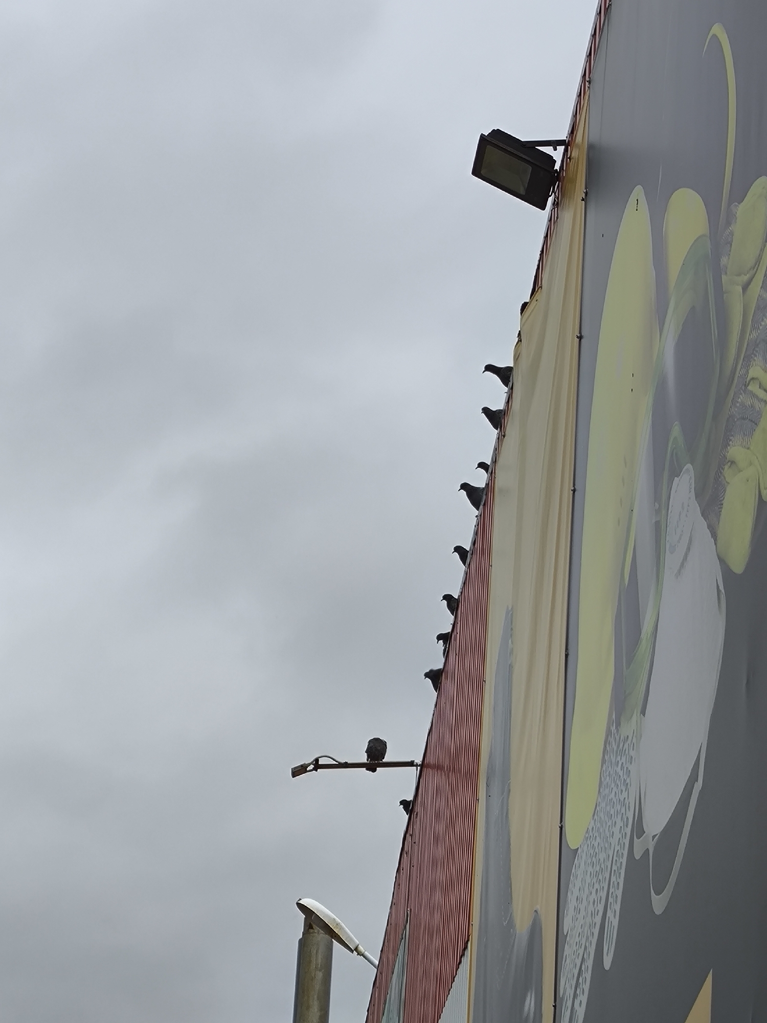 In Solikamsk, Russia, a flock of pigeons is perched along the top edge of a large billboard. The billboard features a graphic with yellow and grey elements. Above the billboard, a spotlight is mounted. Below the billboard, a street lamp is visible. The sky is overcast.