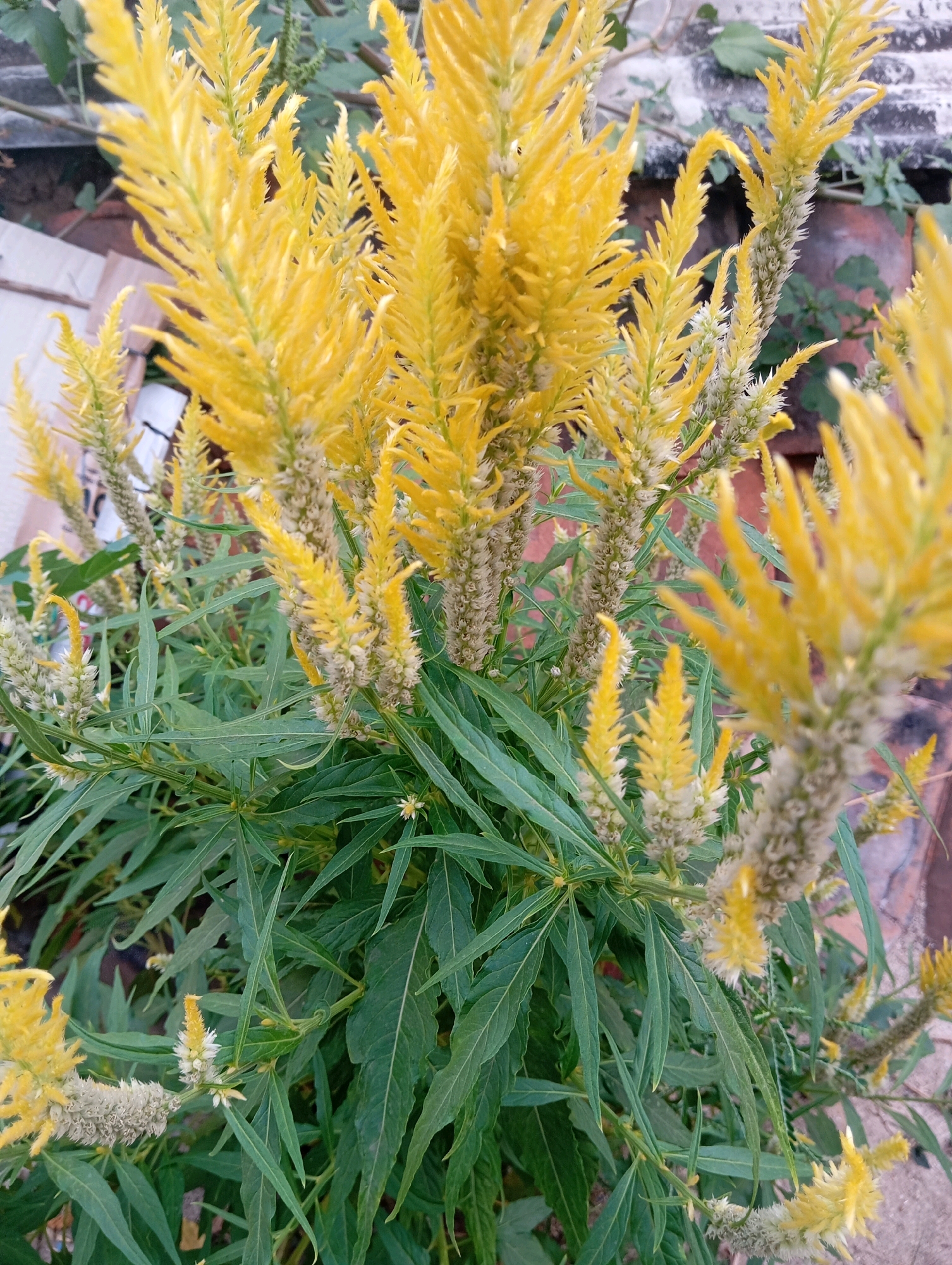 A cluster of yellow, feathery flowers on green, leafy stems is pictured. The flowers are arranged in upright spikes, with some appearing to be fully bloomed and others still developing. The background is blurred, but appears to be an outdoor setting with hints of brick and foliage. The image was taken in Leman Benawi, Indonesia.