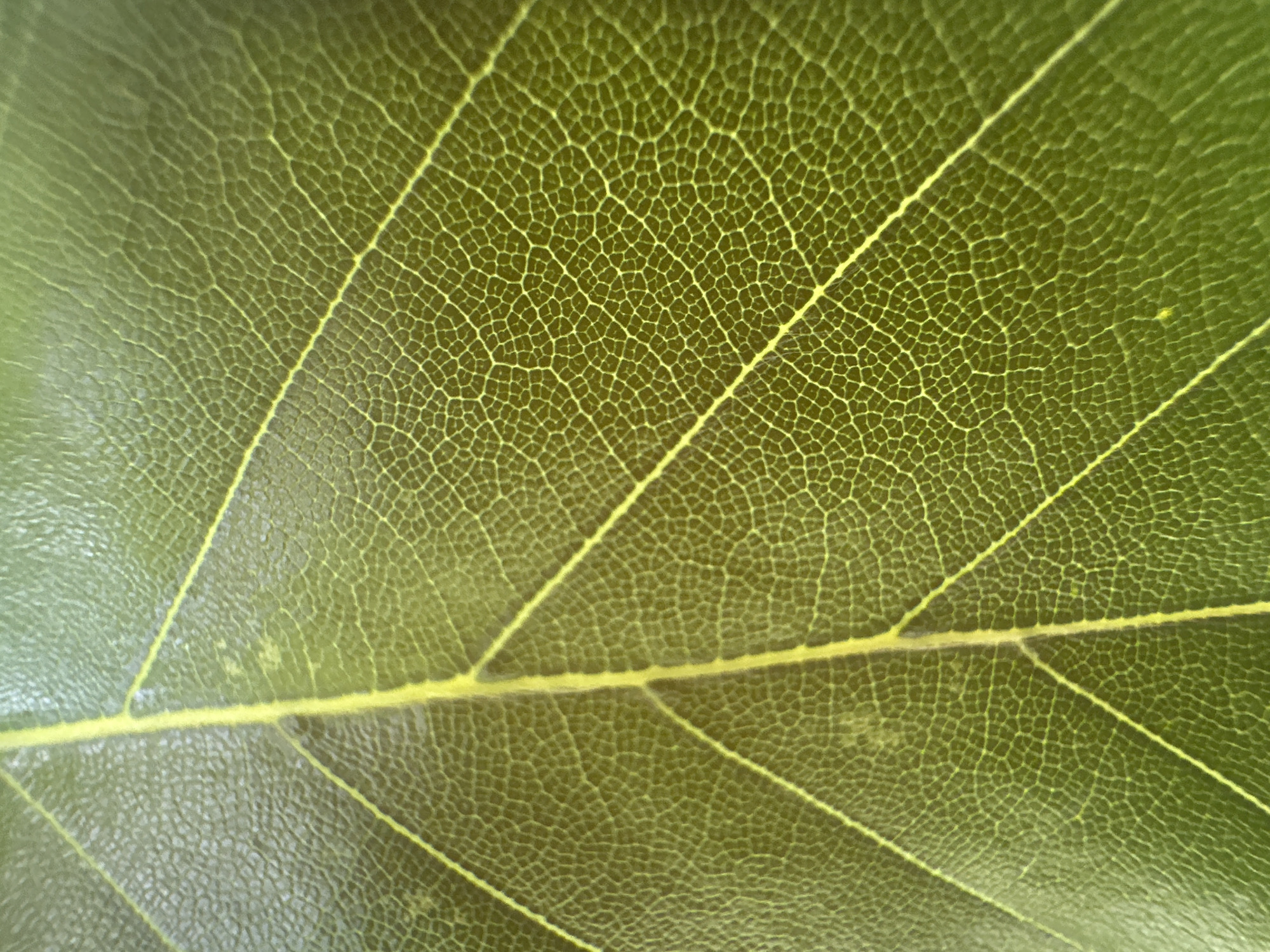 The image is a close-up, macro photograph of a green leaf, showcasing its intricate veining. The leaf appears to be from a plant, with prominent, raised veins that are lighter in color, almost yellow, against the darker green of the leaf tissue. The surface of the leaf has a textured, slightly glossy appearance. The photograph is tightly framed, emphasizing the detailed cellular structure and venation patterns. No context of Ossenzijl, Netherlands, or any human presence is discernible within the image itself.