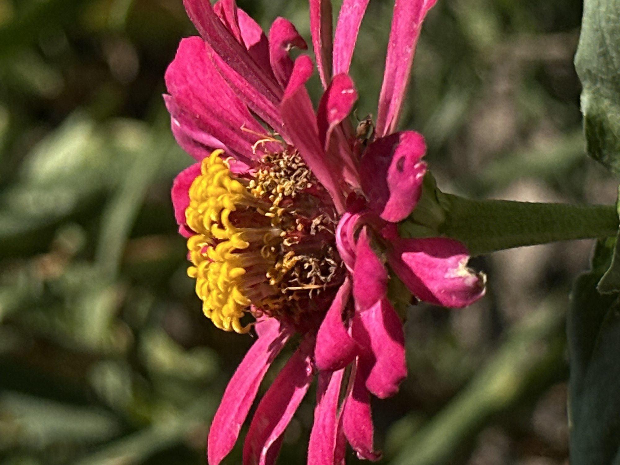 The image is a close-up, eye-level, vertical shot of a vibrant pink zinnia flower with a bright yellow center. The flower's petals are detailed and slightly curled, with visible texture and a sheen of moisture, possibly dew or rain. The center of the flower is a cluster of yellow florets and darker, textured reproductive parts. The background is softly blurred, showing out-of-focus green foliage, suggesting an outdoor garden or natural setting. The lighting appears natural, likely daylight, casting subtle shadows on the petals. There are no people or animals visible in the image. This image was taken in the city of Lobacheve, Ukraine.