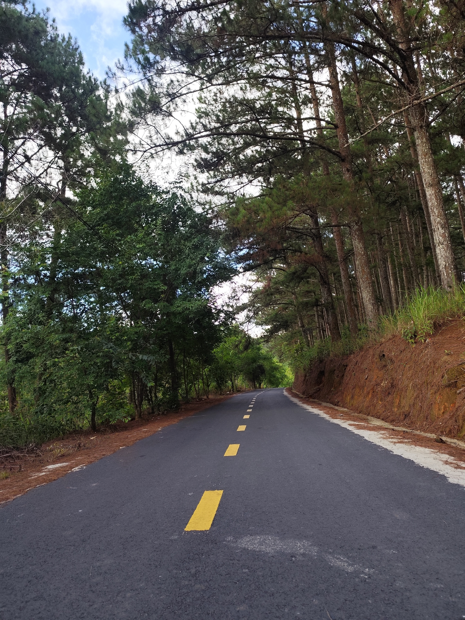 A road winds through a forest. The road is black asphalt with yellow dashed lines down the center. On the left side of the road are various green trees and vegetation. On the right side of the road, the forest is denser with taller trees and a dirt slope. The sky is partially visible through the trees, with some blue sky and white clouds. The location is Unknown, Unknown.