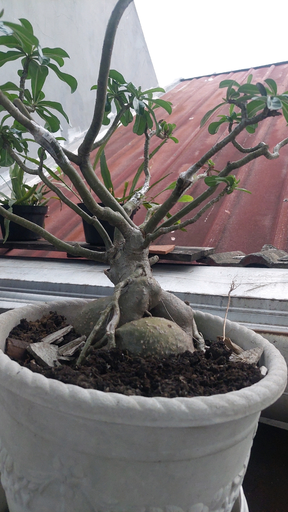 A medium shot shows a potted plant, likely an Adenium or desert rose, with a thick, gnarled trunk and exposed roots. The plant is in a light gray textured pot filled with dark soil and small fragments of what appears to be broken terracotta. Several branches extend upwards and outwards, some with small green leaves. The background consists of a textured gray wall on the left, a rusty orange corrugated metal roof on the right, and some greenery from other plants also in pots. The scene is outdoors, possibly on a balcony or rooftop, in Bojong Gede, Indonesia. The lighting suggests an overcast day.