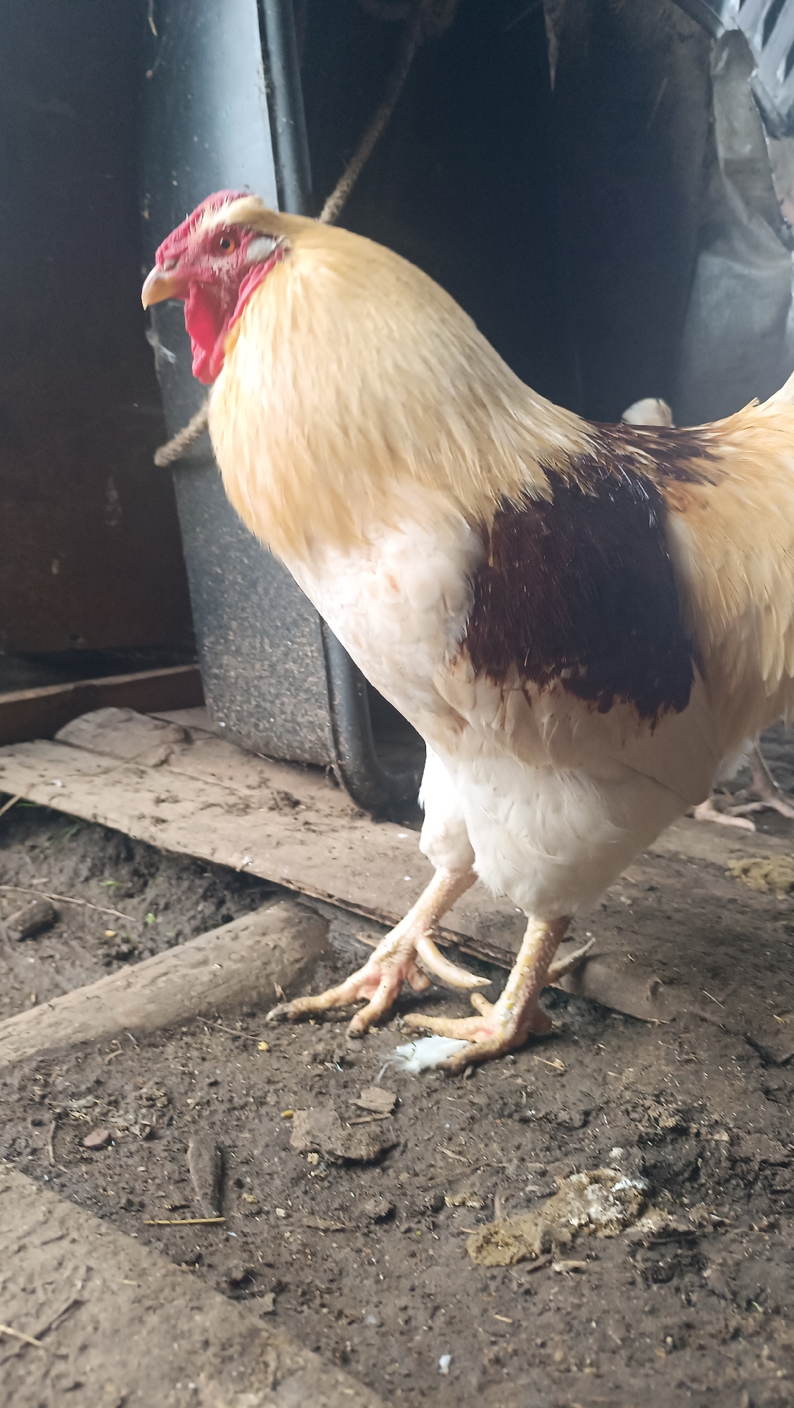A rooster stands on a dirt floor with wooden planks, possibly inside a coop or shed. The rooster has light-colored feathers with dark brown patches on its wings and back. It has a red comb and wattle, and its legs and feet are visible, with some white feathers or debris on its feet. The background is dark and out of focus, with hints of what appear to be a black plastic barrel and some hanging rope or wire. The ground is uneven and appears to be a mixture of soil, wood debris, and possibly chicken droppings. The lighting suggests an overcast or indoor environment.