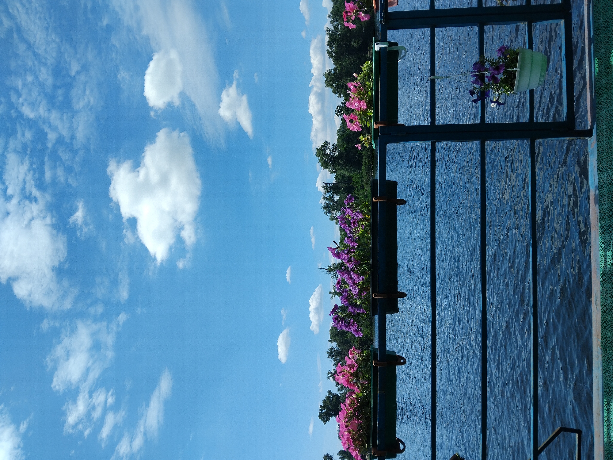 The image captures a scenic view of the Dnipro River in Kyiv, Ukraine, on a bright, sunny day. The foreground features a dark blue railing with several planters filled with vibrant pink and purple petunias. A white hanging pot with purple flowers is suspended from the railing on the right side. The river, a deep blue, reflects the sky, which is a clear azure dotted with fluffy white clouds. In the background, a dense line of green trees stretches along the riverbank. The overall atmosphere is one of serene natural beauty, enhanced by the colorful floral arrangements.