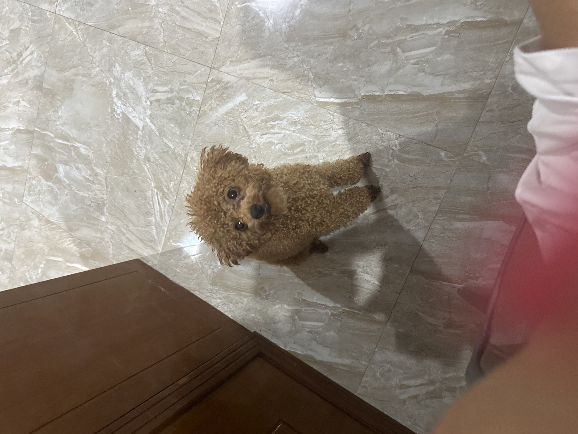 The image depicts a small, brown poodle standing on a light-colored tile floor. A dark brown wooden cabinet is located in the lower left corner of the frame. The right side of the image is obscured by what appears to be a person wearing pink clothing. The environment suggests an indoor setting. The location is Bac Nha Trang Ward, Vietnam.
