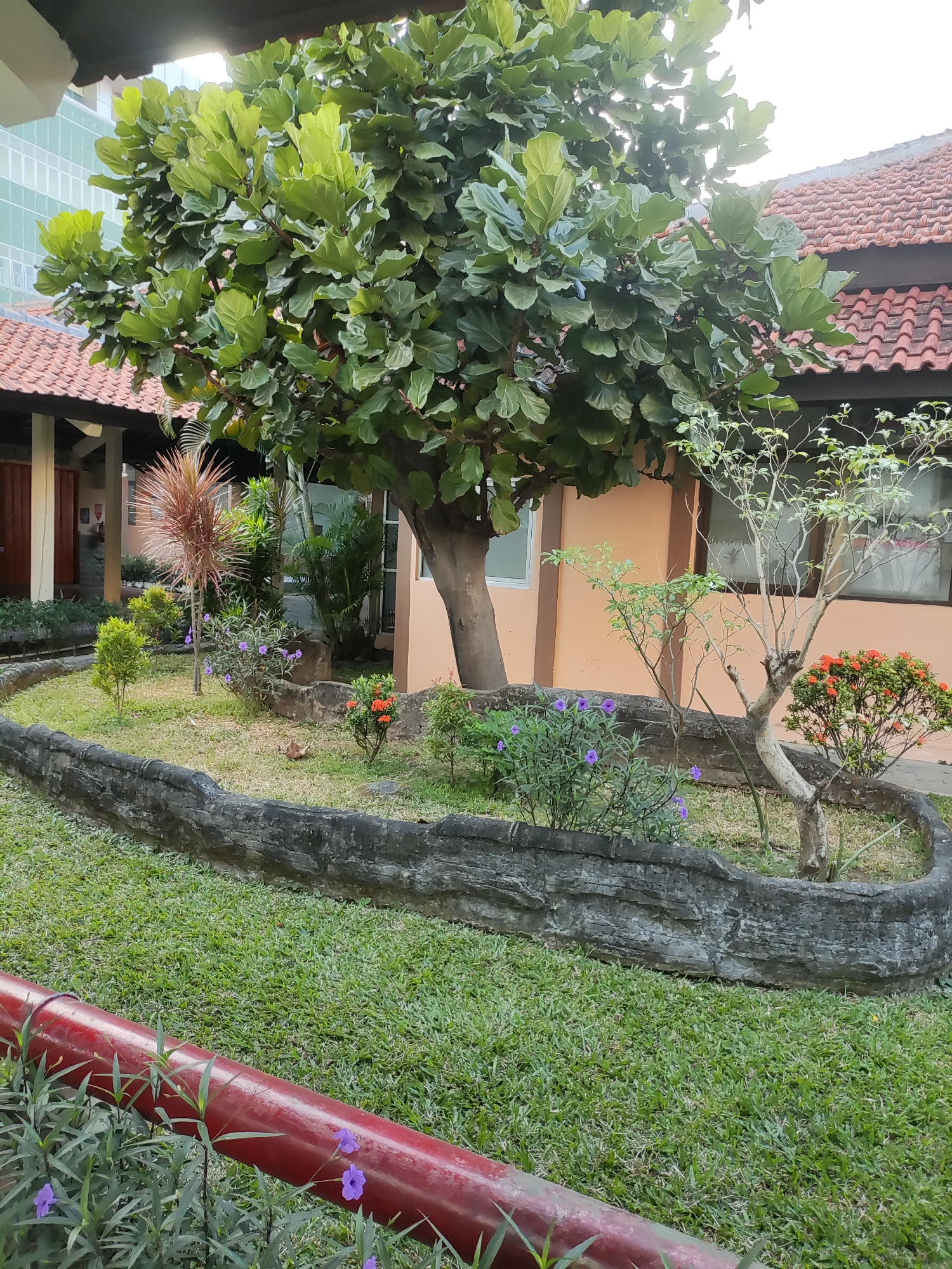 A large tree with broad, green leaves stands in the center of the frame, its branches reaching upwards. In front of it is a curved, concrete planter with a rough, stone-like texture. Inside the planter, a variety of smaller plants and flowers are visible, including small green bushes, purple flowers, and a red-flowered bush on the right. A slender, bare-branched tree with light green leaves grows in the planter to the right of the main tree. The planter is surrounded by a manicured green lawn. In the background, a building with a red tiled roof and pale orange walls is partially visible. To the left of the building, a modern structure with many windows can be seen. In the foreground, a thick, red-painted pipe runs horizontally across the lower part of the image, with some green plants and purple flowers growing alongside it. The scene appears to be an outdoor area, likely a garden or courtyard, possibly at a school or institution given the architectural styles. The lighting suggests it might be late afternoon or early morning. The image was taken in Cirebon, Indonesia.